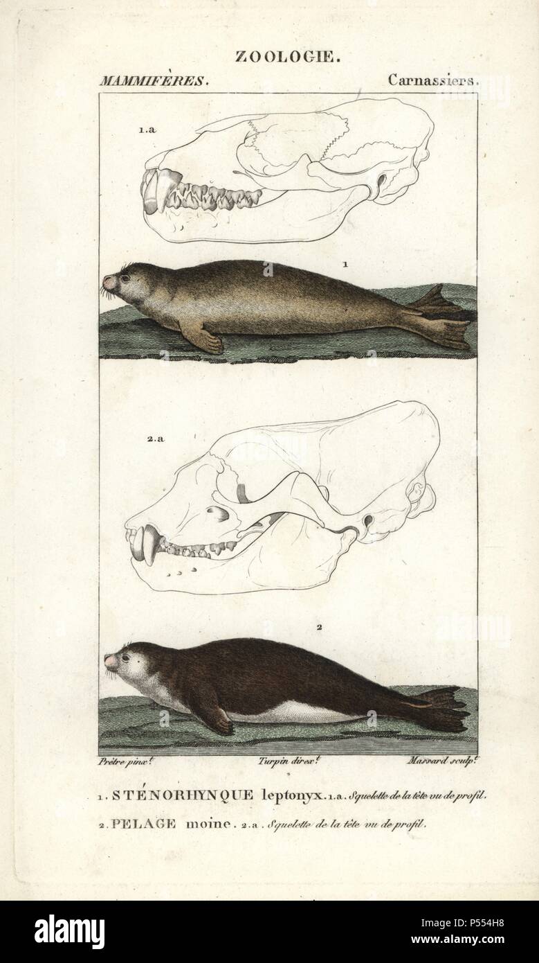 Leopard seal, Hydrurga leptonyx, and Mediterranean monk seal, Monachus monachus (critically endangered). Handcoloured copperplate stipple engraving from Frederic Cuvier's 'Dictionary of Natural Science: Mammals,' Paris, France, 1816. Illustration by J. G. Pretre, engraved by Massard, directed by Pierre Jean-Francois Turpin, and published by F.G. Levrault. Jean Gabriel Pretre (17801845) was painter of natural history at Empress Josephine's zoo and later became artist to the Museum of Natural History. Turpin (1775-1840) is considered one of the greatest French botanical illustrators of the 19th Stock Photo