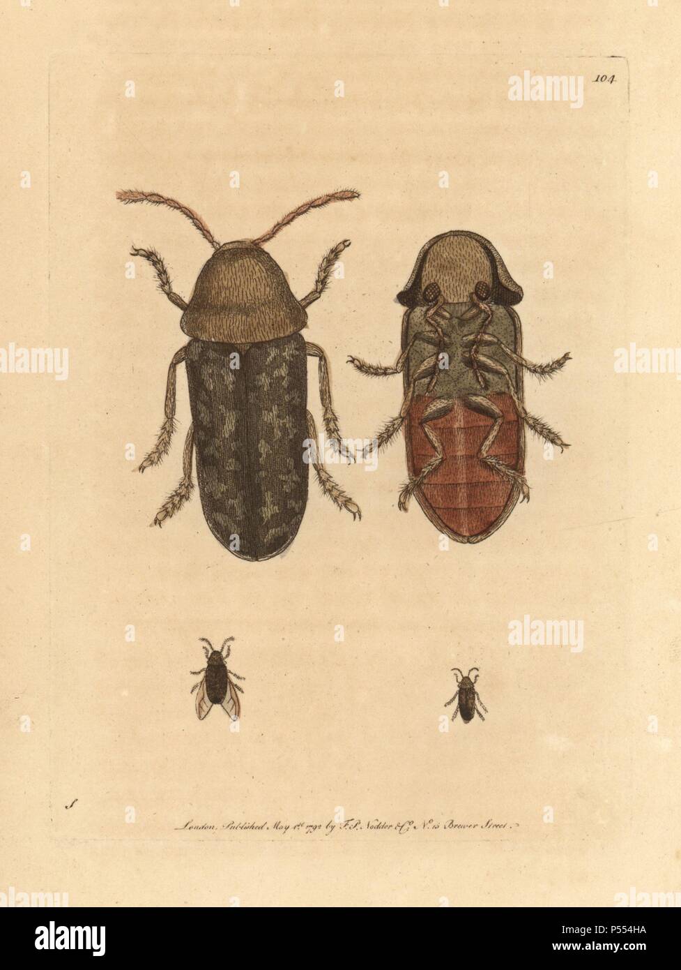 Death watch beetle, Xestobium rufovillosum. Illustration signed S (George Shaw).. Handcolored copperplate engraving from George Shaw and Frederick Nodder's 'The Naturalist's Miscellany' 1792.. Frederick Polydore Nodder (17511801?) was a gifted natural history artist and engraver. Nodder honed his draftsmanship working on Captain Cook and Joseph Banks' Florilegium and engraving Sydney Parkinson's sketches of Australian plants. He was made 'botanic painter to her majesty' Queen Charlotte in 1785. Nodder also drew the botanical studies in Thomas Martyn's Flora Rustica (1792) and 38 Plates (1799) Stock Photo
