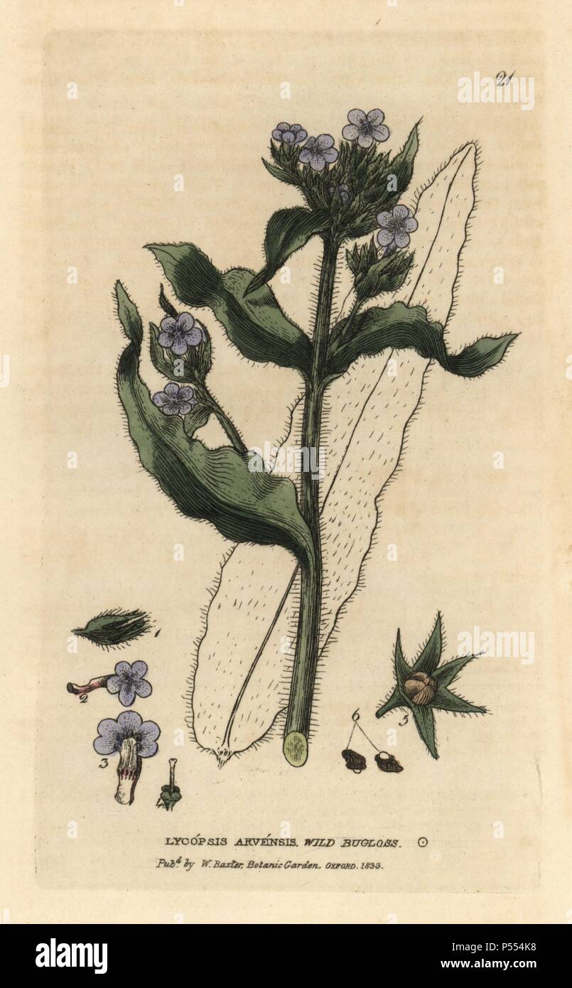 Wild bugloss, Lycopsis arvensis. Handcoloured copperplate engraving from a drawing by Isaac Russell from William Baxter's 'British Phaenogamous Botany' 1834. Scotsman William Baxter (1788-1871) was the curator of the Oxford Botanic Garden from 1813 to 1854. Stock Photo