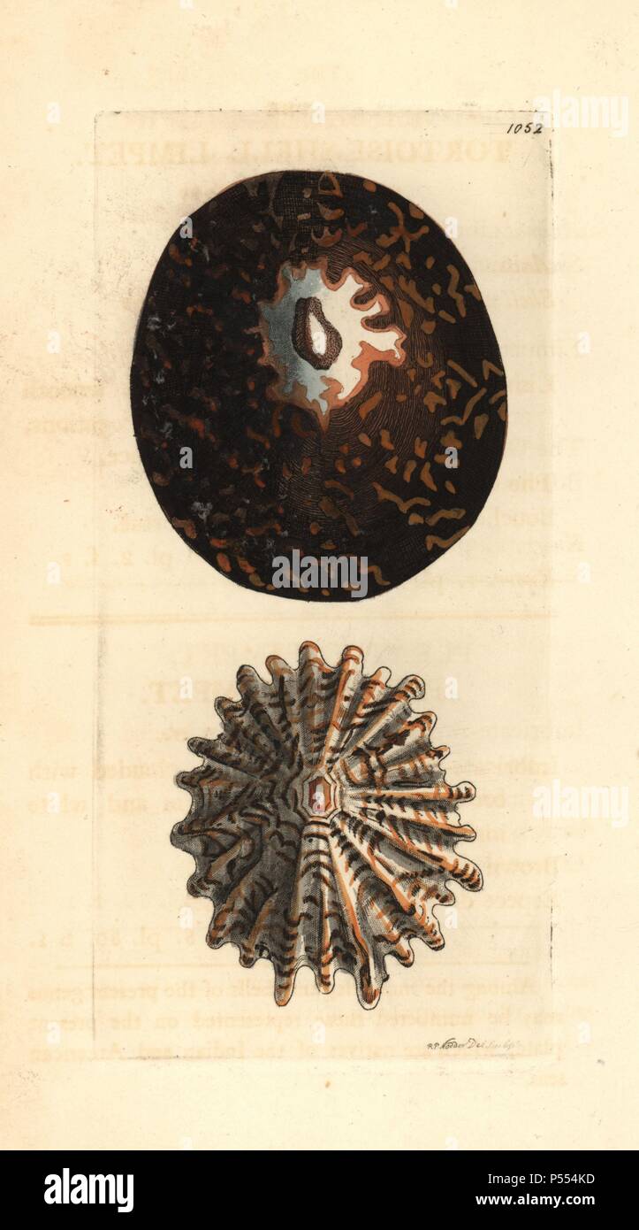 Tortoise-shell limpet, Cellana testudinaria, and pleated limpet, Patella ferruginea. Illustration drawn and engraved by Richard Polydore Nodder. Handcolored copperplate engraving from George Shaw and Frederick Nodder's 'The Naturalist's Miscellany' 1812. Most of the 1,064 illustrations of animals, birds, insects, crustaceans, fishes, marine life and microscopic creatures for the Naturalist's Miscellany were drawn by George Shaw, Frederick Nodder and Richard Nodder, and engraved and published by the Nodder family. Frederick drew and engraved many of the copperplates until his death around 1800, Stock Photo