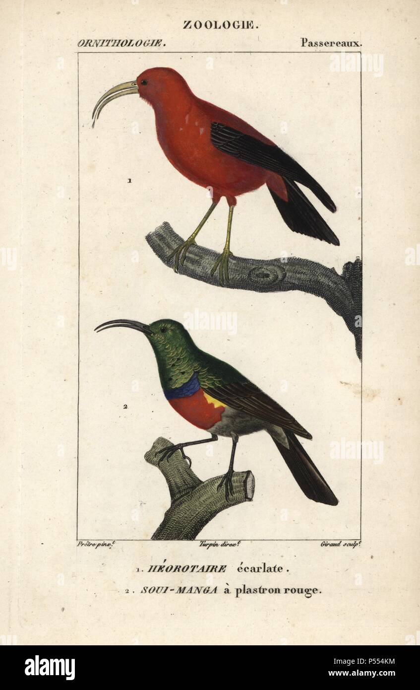 Hawaiian honeycreeper or Iiwi bird, Vestiaria coccinea (vulnerable), and scarlet-chested sunbird, Nectarinia senegalensis. Handcoloured copperplate stipple engraving from Dumont de Sainte-Croix's 'Dictionary of Natural Science: Ornithology,' Paris, France, 1816-1830. Illustration by J. G. Pretre, engraved by Giraud, directed by Pierre Jean-Francois Turpin, and published by F.G. Levrault. Jean Gabriel Pretre (17801845) was painter of natural history at Empress Josephine's zoo and later became artist to the Museum of Natural History. Turpin (1775-1840) is considered one of the greatest French b Stock Photo