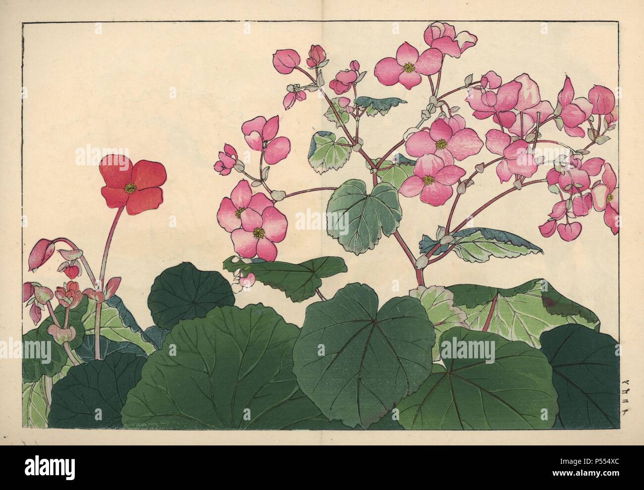 Begonia varieties. Handcoloured woodblock print from Konan Tanigami's 'Seiyou Sokazufu' (Pictorial Album of Western Plants and Flowers: Autumn Winter), Unsodo, Kyoto, 1917. Tanigami (1879-1928) depicted 125 varieties of garden plants through the four seasons. Stock Photo