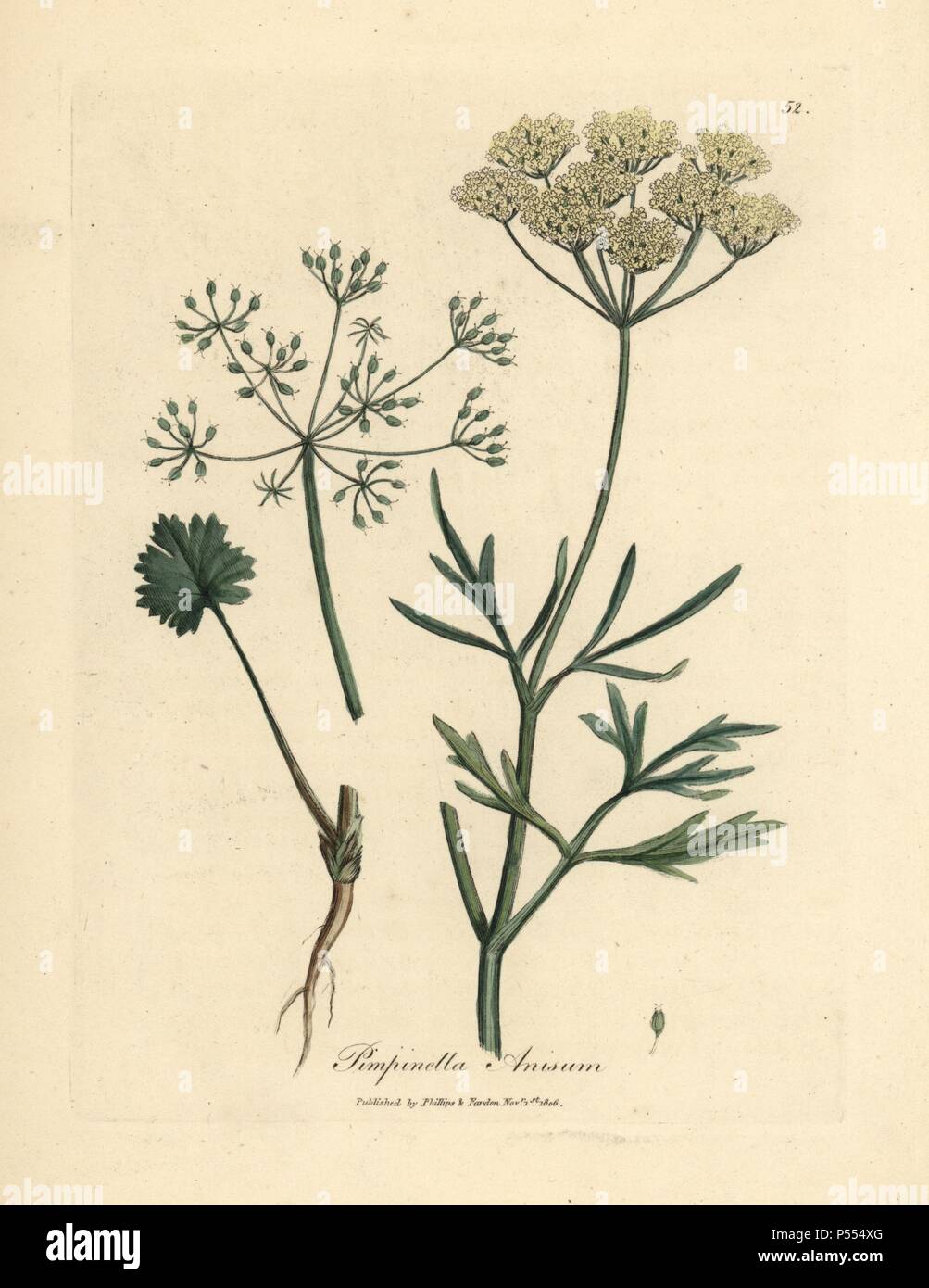 White flowered anise, Pimpinella anisum. Handcolored copperplate engraving from a botanical illustration by James Sowerby from William Woodville and Sir William Jackson Hooker's 'Medical Botany' 1832. The tireless Sowerby (1757-1822) drew over 2,500 plants for Smith's mammoth 'English Botany' (1790-1814) and 440 mushrooms for 'Coloured Figures of English Fungi ' (1797) among many other works. Stock Photo
