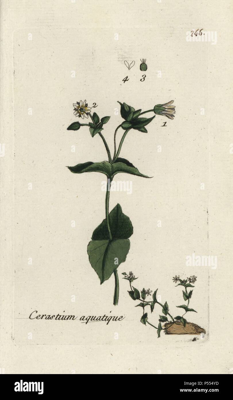 Water chickweed, Cerastium aquaticum. Handcoloured botanical drawn and engraved by Pierre Bulliard from his own 'Flora Parisiensis,' 1776, Paris, P. F. Didot. Pierre Bulliard (1752-1793) was a famous French botanist who pioneered the three-colour-plate printing technique. His introduction to the flowers of Paris included 640 plants. Stock Photo