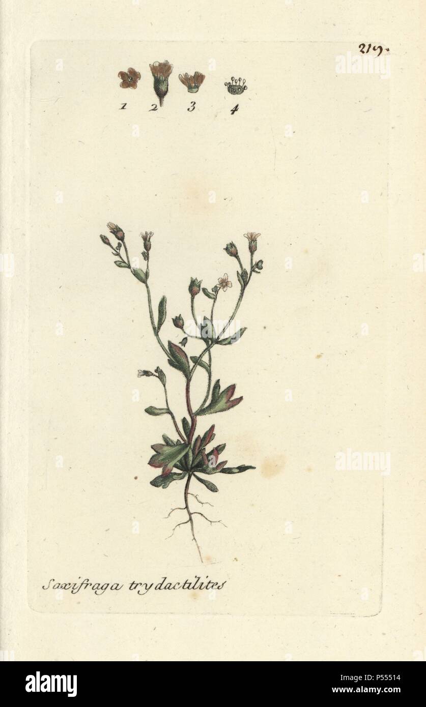 Rue-leaved saxifrage or nailwort, Saxifraga tridactylites. Handcoloured botanical drawn and engraved by Pierre Bulliard from his own 'Flora Parisiensis,' 1776, Paris, P. F. Didot. Pierre Bulliard (1752-1793) was a famous French botanist who pioneered the three-colour-plate printing technique. His introduction to the flowers of Paris included 640 plants. Stock Photo