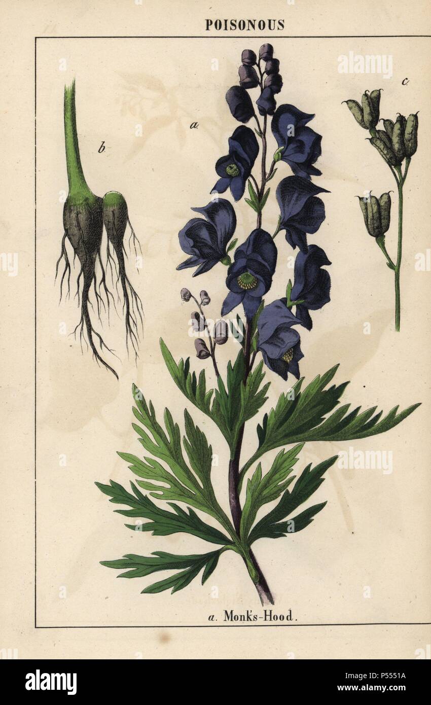 Monks hood with blue flowers. . Chromolithograph from 'The Instructive Picturebook, or Lessons from the Vegetable World,' [Charlotte Mary Yonge], Edinburgh, 1858. Stock Photo