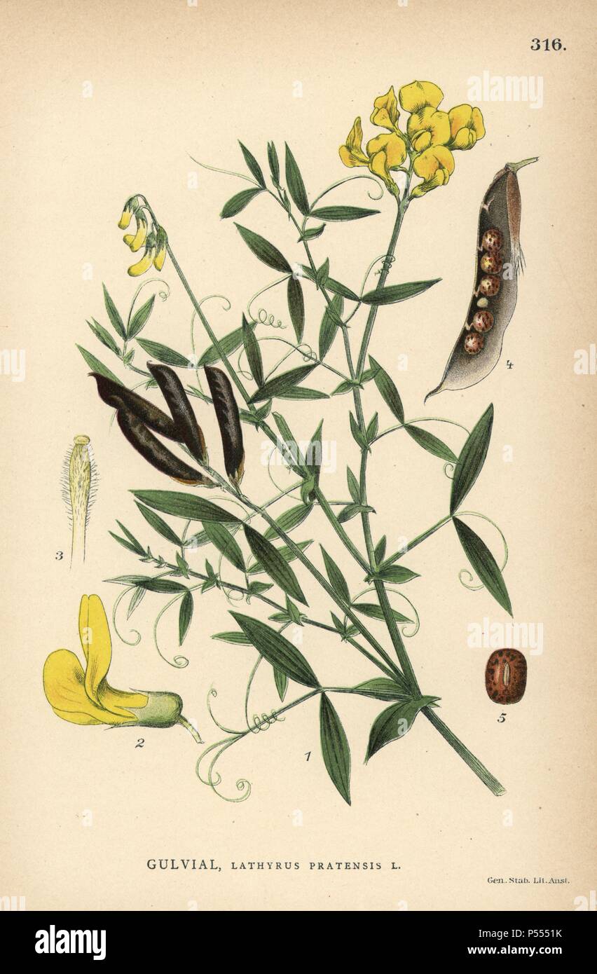 Meadow vetchling or meadow pea, Lathyrus pratensis. Chromolithograph from Carl Lindman's "Bilder ur Nordens Flora" (Pictures of Northern Flora), Stockholm, Wahlstrom & Widstrand, 1905. Lindman (1856-1928) was Professor of Botany at the Swedish Museum of Natural History (Naturhistoriska Riksmuseet). The chromolithographs were based on Johan Wilhelm Palmstruch's "Svensk botanik," 1802-1843. Stock Photo