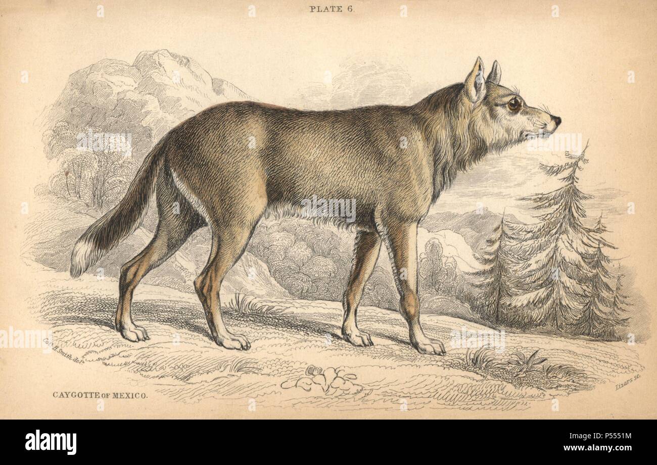 Mexican coyote, Canis latrans cagottis. Handcoloured engraving on steel by William Lizars from a drawing by Colonel Charles Hamilton Smith from Sir William Jardine's "Naturalist's Library: Dogs" published by W. H. Lizars, Edinburgh, 1839. Stock Photo