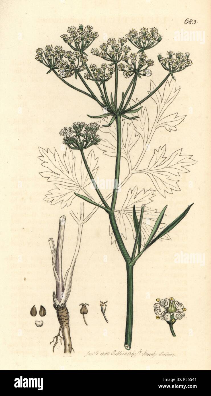 Cornish lovage, licorice-root, Ligusticum cornubiense. Handcoloured copperplate engraving from a drawing by James Sowerby for Smith's 'English Botany' (1803). Sowerby was a tireless illustrator of natural history books and illustrated books on botany, mycology, conchology and geology. Stock Photo