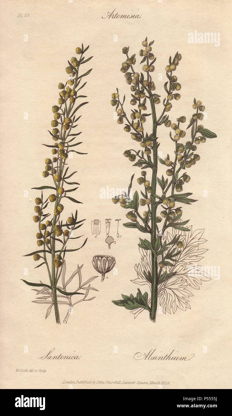 Levant wormseed, Artemisia cina, and ground wormwood, Artemisia absinthium. Handcoloured botanical illustration drawn and engraved on steel by William Clark from John Stephenson and James Morss Churchill's 'Medical Botany: or Illustrations and descriptions of the medicinal plants of the London, Edinburgh, and Dublin pharmacopœias,' John Churchill, London, 1831. William Clark was former draughtsman to the London Horticultural Society and illustrated many botanical books in the 1820s and 1830s. Stock Photo