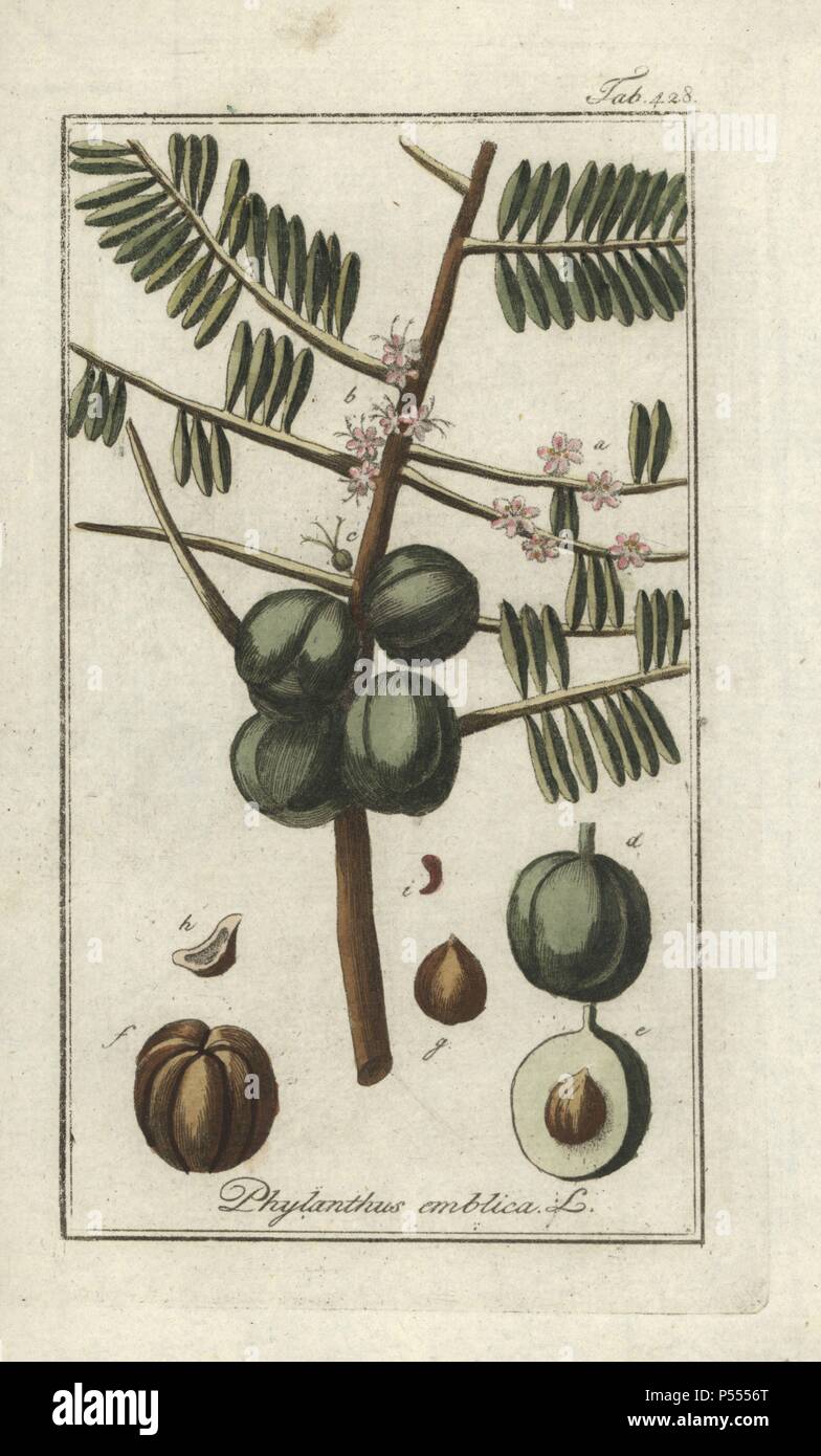 Indian gooseberry or aamla, Phyllanthus emblica. Handcoloured copperplate botanical engraving from Johannes Zorn's 'Afbeelding der Artseny-Gewassen,' Jan Christiaan Sepp, Amsterdam, 1796. Zorn first published his illustrated medical botany in Nurnberg in 1780 with 500 plates, and a Dutch edition followed in 1796 published by J.C. Sepp with an additional 100 plates. Zorn (1739-1799) was a German pharmacist and botanist who collected medical plants from all over Europe for his 'Icones plantarum medicinalium' for apothecaries and doctors. Stock Photo