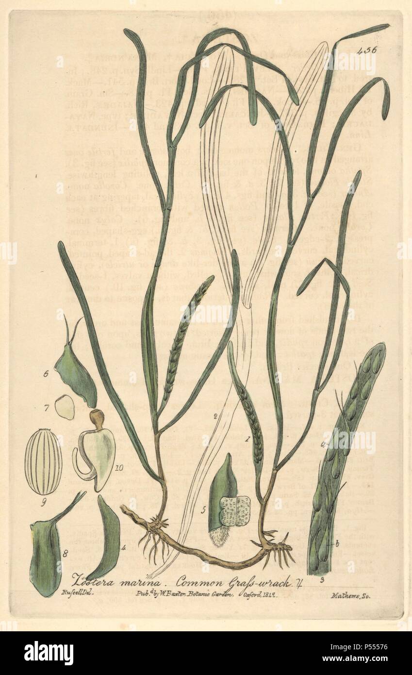 Common grass-wrack, Zostera marina. Handcoloured copperplate engraved by Charles Mathews from a drawing by Isaac Russell from William Baxter's 'British Phaenogamous Botany,' Oxford, 1841. Scotsman William Baxter (1788-1871) was the curator of the Oxford Botanic Garden from 1813 to 1854. Stock Photo
