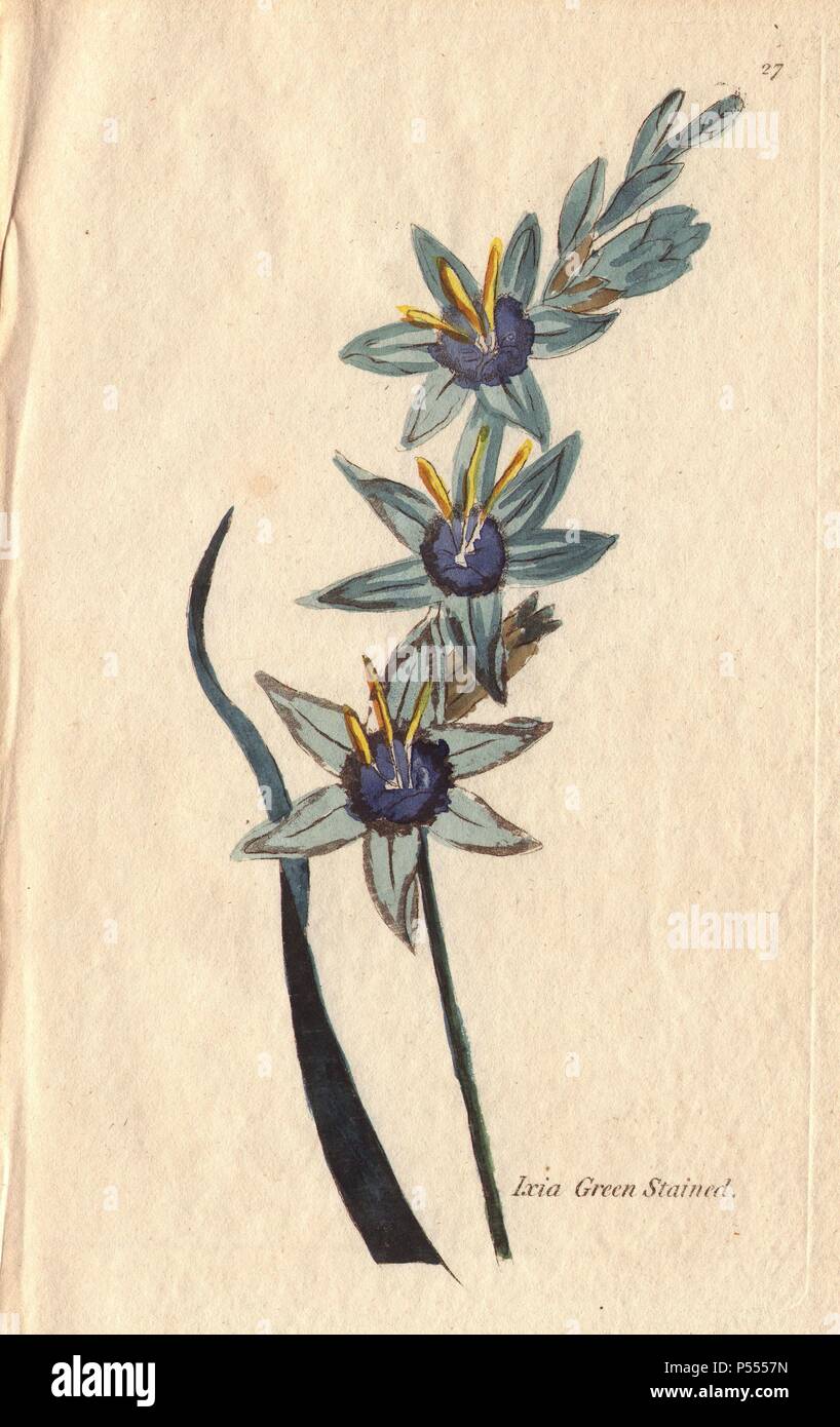 Green-stained ixia, Ixia crocata, with unique turquoise green and blue flowers.. Illustration by Henrietta Moriarty from 'Fifty Plates of Greenhouse Plants' (1807), a re-issue of her own 'Viridarium' (1806), with handcoloured copperplate engravings. Moriarty was a colonel's widow who turned to writing novels and illustrating botanical books to support her four children. Stock Photo