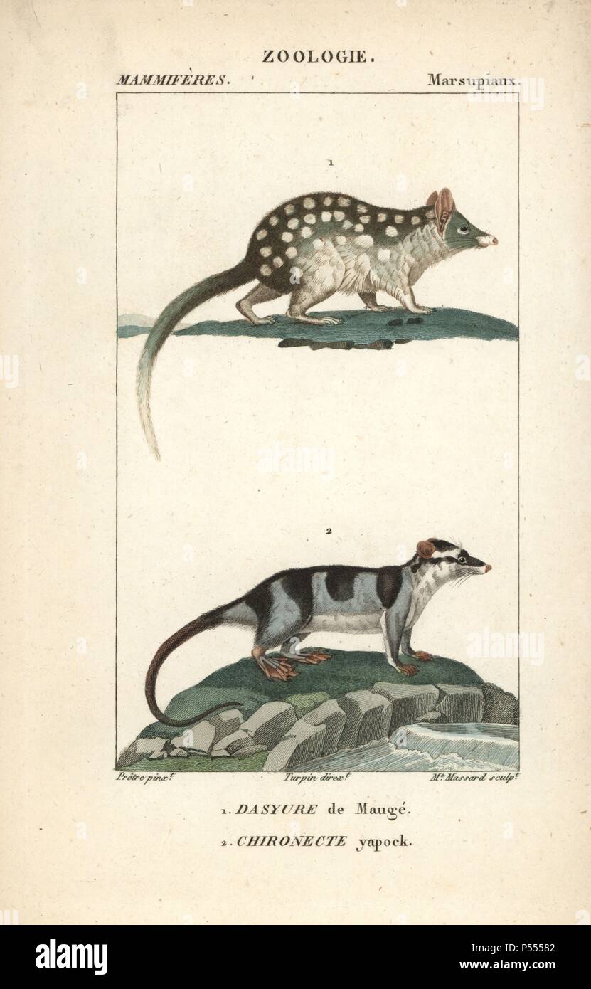 Eastern quoll, DaDasyurus viverrinus, and water opossum, Chironectes minimus. Handcoloured copperplate stipple engraving from Frederic Cuvier's 'Dictionary of Natural Science: Mammals,' Paris, France, 1816. Illustration by J. G. Pretre, engraved by Madame Massard, directed by Pierre Jean-Francois Turpin, and published by F.G. Levrault. Jean Gabriel Pretre (17801845) was painter of natural history at Empress Josephine's zoo and later became artist to the Museum of Natural History. Turpin (1775-1840) is considered one of the greatest French botanical illustrators of the 19th century. Stock Photo