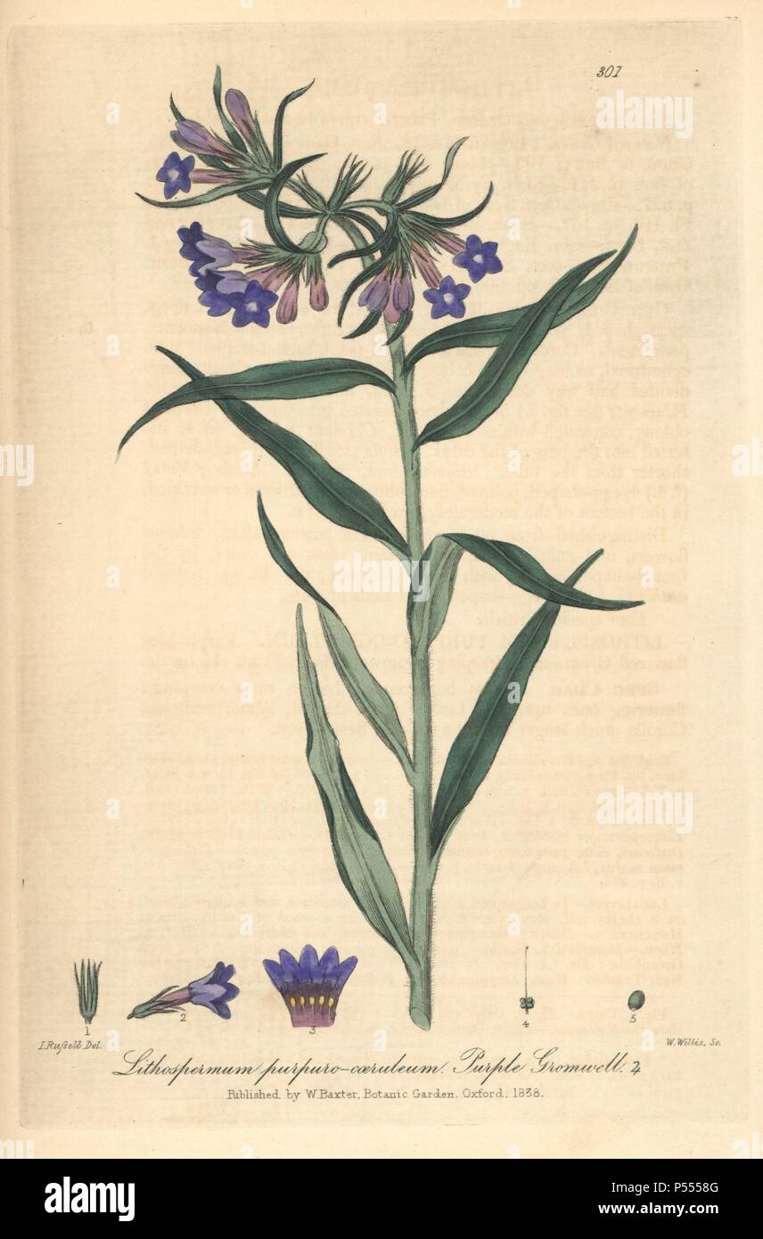 Purple gromwell, Lithospermum purpuro-coeruleum. Handcoloured copperplate engraved by W. Willis from a drawing by Isaac Russell from William Baxter's 'British Phaenogamous Botany,' Oxford, 1838. Scotsman William Baxter (1788-1871) was the curator of the Oxford Botanic Garden from 1813 to 1854. Stock Photo