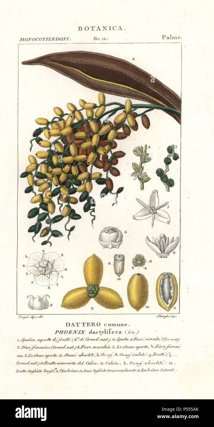 Date palm, fruit, Phoenix dactylifera. Handcoloured copperplate stipple engraving from Antoine Jussieu's 'Dictionary of Natural Science,' Florence, Italy, 1837. Illustration by Turpin, engraved by Stanghi, directed by Pierre Jean-Francois Turpin, and published by Batelli e Figli. Turpin (1775-1840) is considered one of the greatest French botanical illustrators of the 19th century. Stock Photo