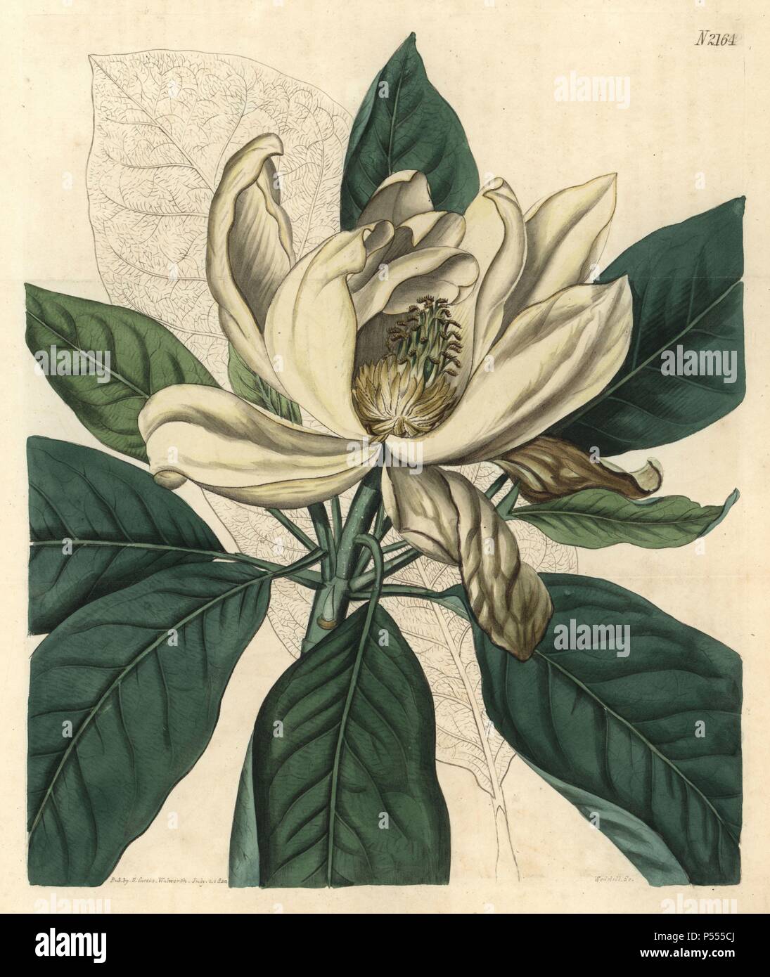 Thomson's new swamp magnolia, Magnolia glauca major. Handcoloured copperplate engraving drawn by John Curtis and engraved by Weddell from 'Curtis's Botanical Magazine'1820, Samuel Curtis, Walworth, London. Stock Photo