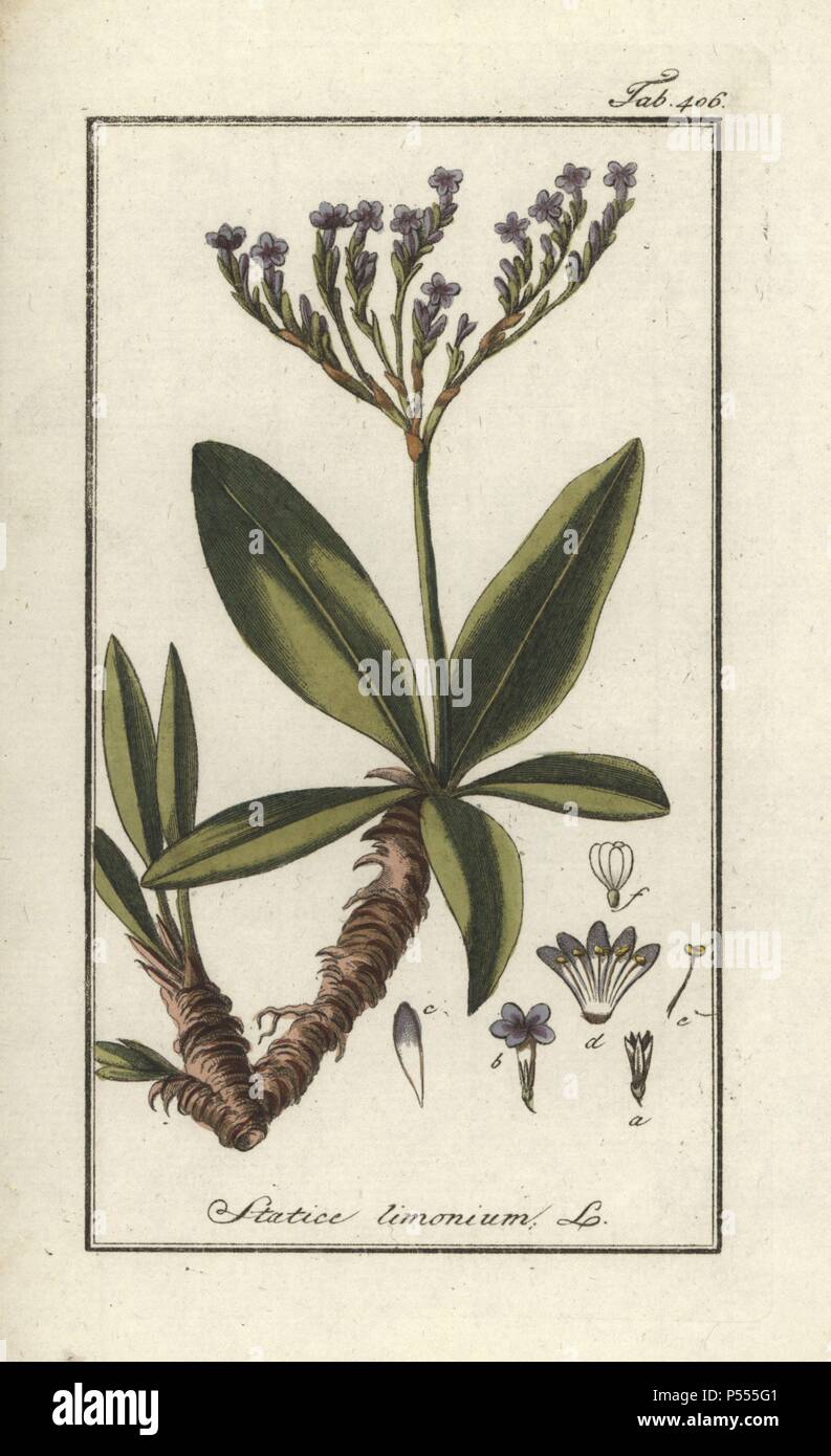 Sea lavender, Limonium vulgare. Handcoloured copperplate botanical engraving from Johannes Zorn's 'Afbeelding der Artseny-Gewassen,' Jan Christiaan Sepp, Amsterdam, 1796. Zorn first published his illustrated medical botany in Nurnberg in 1780 with 500 plates, and a Dutch edition followed in 1796 published by J.C. Sepp with an additional 100 plates. Zorn (1739-1799) was a German pharmacist and botanist who collected medical plants from all over Europe for his 'Icones plantarum medicinalium' for apothecaries and doctors. Stock Photo