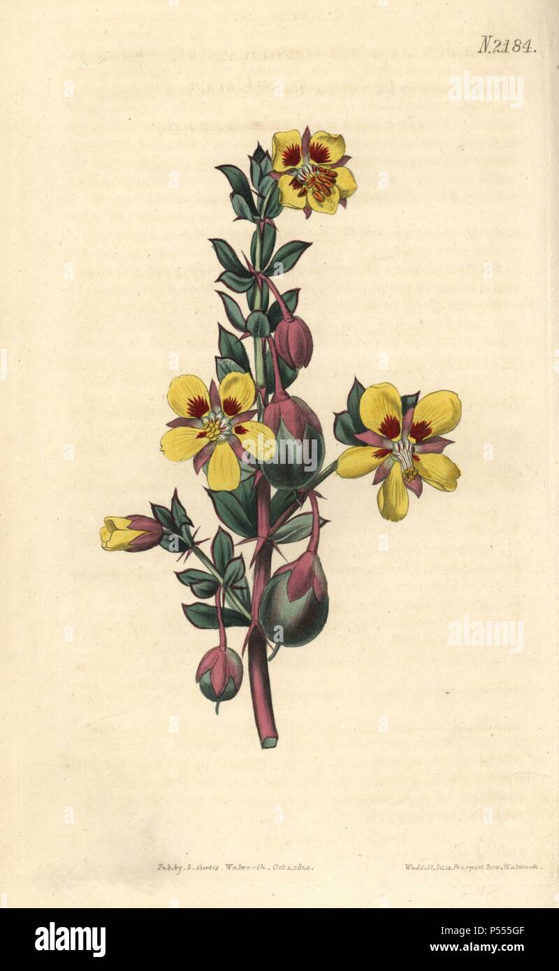 Sessile-leaved bean caper, Zygophyllum sessilifolium. Handcoloured copperplate engraving drawn by John Curtis and engraved by Weddell from 'Curtis's Botanical Magazine'1820, Samuel Curtis, Walworth, London. Stock Photo