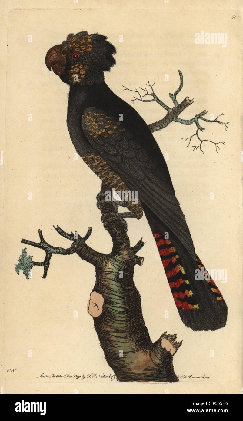 Red-tailed Black Cockatoo (Calyptorhynchus banksii, Calyptorhynchus magnificus), Banksian or Bank's Black Cockatoo. Illustration signed SN (George Shaw and Frederick Nodder).. Handcolored copperplate engraving from George Shaw and Frederick Nodder's 'The Naturalist's Miscellany' 1790.. Frederick Polydore Nodder (17511801?) was a gifted natural history artist and engraver. Nodder honed his draftsmanship working on Captain Cook and Joseph Banks' Florilegium and engraving Sydney Parkinson's sketches of Australian plants. He was made 'botanic painter to her majesty' Queen Charlotte in 1785. Nodde Stock Photo