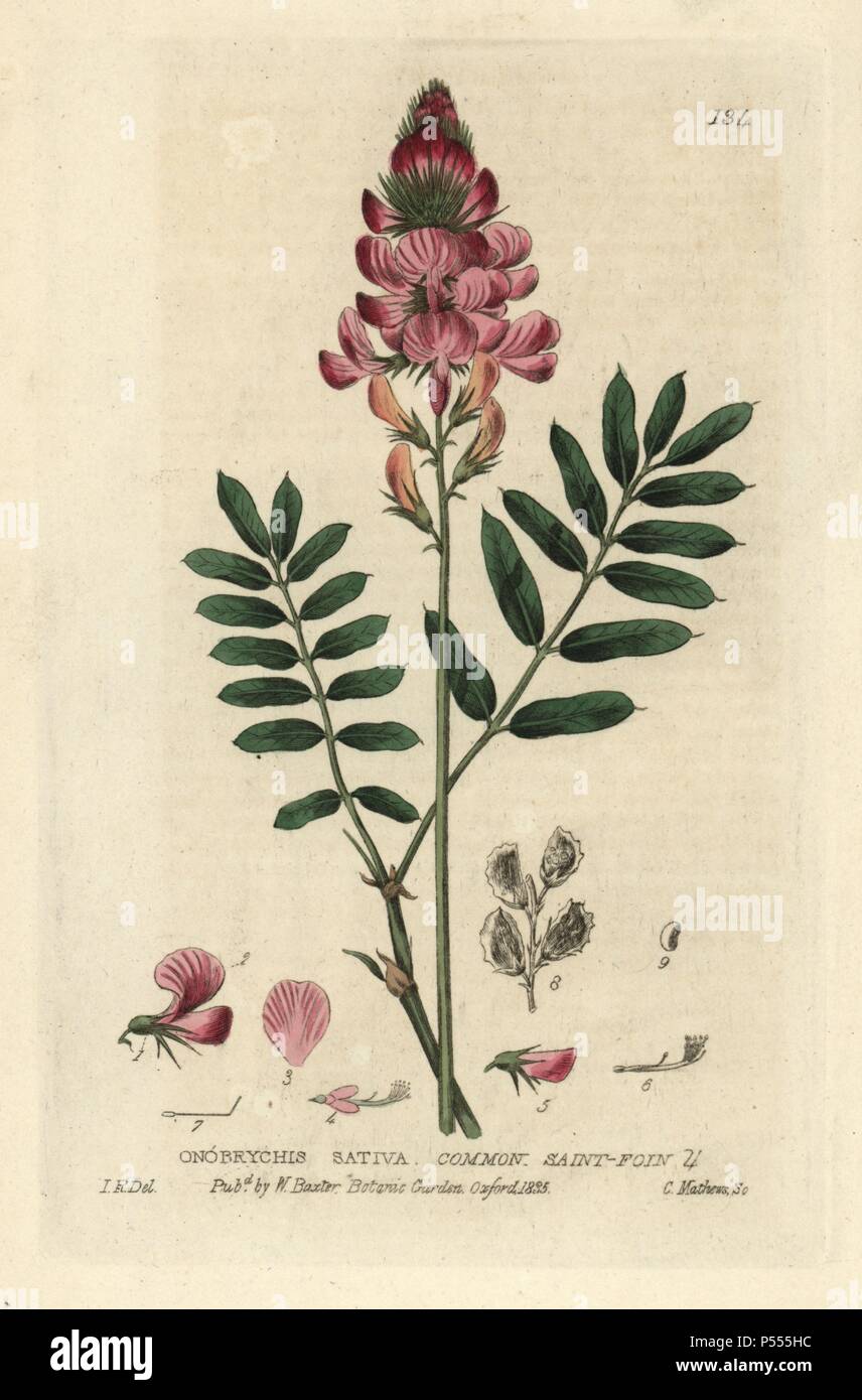 Common sain-foin, Onobrychis sativa. Handcoloured copperplate engraving by Charles Mathews of a drawing by Isaac Russell from William Baxter's 'British Phaenogamous Botany' 1835. Scotsman William Baxter (1788-1871) was the curator of the Oxford Botanic Garden from 1813 to 1854. Stock Photo