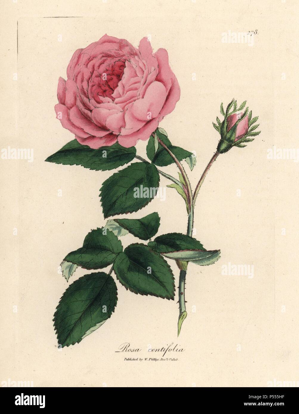 Large pink hundred-leaved rose, Rosa centifolia. Handcolored copperplate engraving from a botanical illustration by James Sowerby from William Woodville and Sir William Jackson Hooker's 'Medical Botany' 1832. The tireless Sowerby (1757-1822) drew over 2,500 plants for Smith's mammoth 'English Botany' (1790-1814) and 440 mushrooms for 'Coloured Figures of English Fungi ' (1797) among many other works. Stock Photo