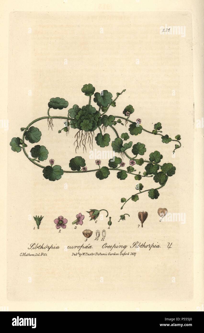 Creeping sibthorpia, Sibthorpia europaea.. Named for Humphry Sibthorp. Handcoloured copperplate drawn and engraved by Charles Mathews from William Baxter's 'British Phaenogamous Botany' 1836. Scotsman William Baxter (1788-1871) was the curator of the Oxford Botanic Garden from 1813 to 1854. Stock Photo