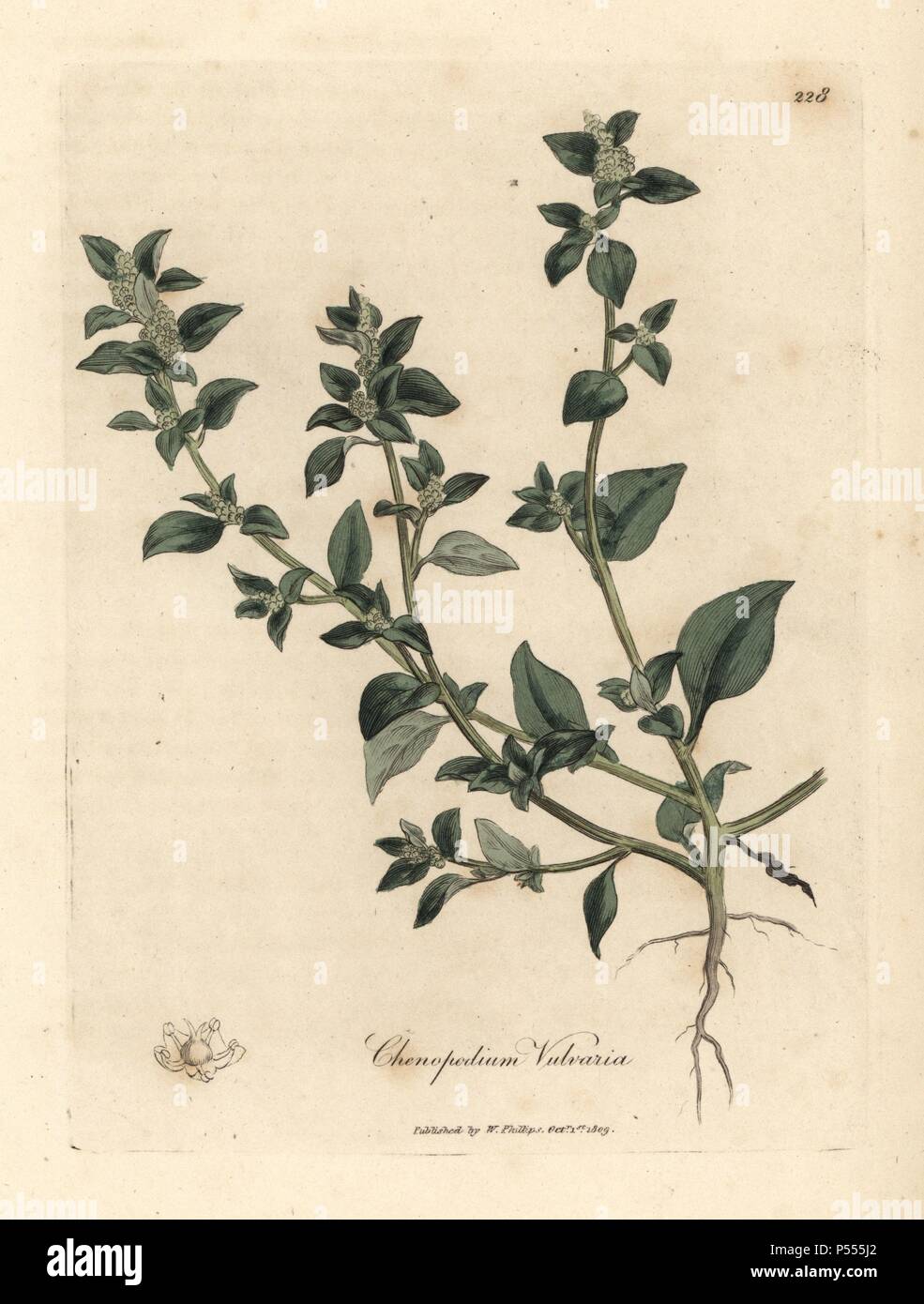 Stinking goosefoot, Chenopodium vulvaria. Handcoloured copperplate engraving from a botanical illustration by James Sowerby from William Woodville and Sir William Jackson Hooker's 'Medical Botany,' John Bohn, London, 1832. The tireless Sowerby (1757-1822) drew over 2, 500 plants for Smith's mammoth 'English Botany' (1790-1814) and 440 mushrooms for 'Coloured Figures of English Fungi ' (1797) among many other works. Stock Photo