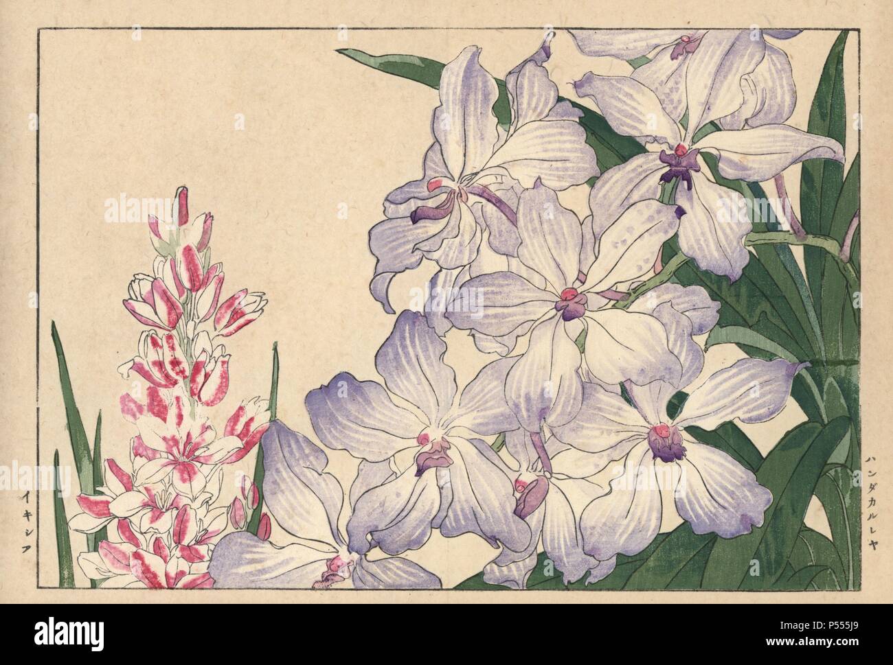 Vanda cattleya orchid and ixia. Handcoloured woodblock print from Konan Tanigami's 'Seiyou Sokazufu' (Pictorial Album of Western Plants and Flowers: Spring), Unsodo, Kyoto, 1917. Tanigami (1879-1928) depicted 125 varieties of garden plants through the four seasons. Stock Photo