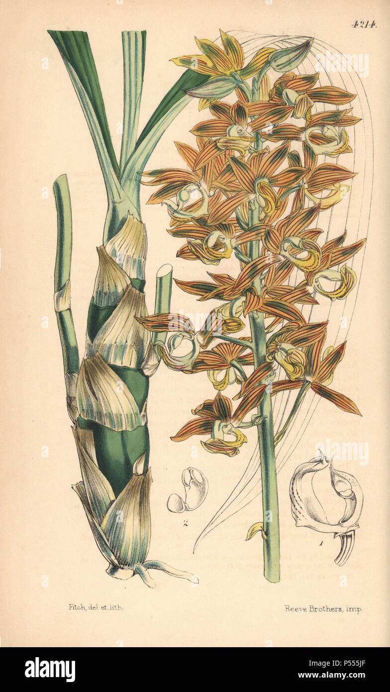 Mr. Carton's mormodes orchid, Mormodes cartoni. Hand-coloured botanical illustration drawn and lithographed by Walter Hood Fitch for Sir William Jackson Hooker's 'Curtis's Botanical Magazine,' London, Reeve Brothers, 1846. Fitch (18171892) was a tireless Scottish artist who drew over 2,700 lithographs for the 'Botanical Magazine' starting from 1834. Stock Photo