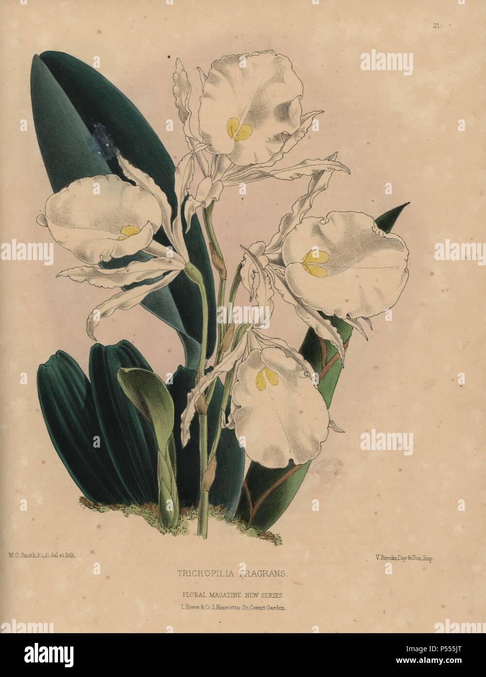 Fragrant Trichopilia orchid with white and yellow flowers. Trichopilia fragrans. Handcolored botanical drawn and lithographed by W.G. Smith from H.H. Dombrain's 'Floral Magazine' 1872.. Worthington G. Smith (1835-1917), architect, engraver and mycologist. Smith also illustrated 'The Gardener's Chronicle.' Henry Honywood Dombrain (1818-1905), clergyman gardener, was editor of the 'Floral Magazine' from 1862 to 1873. Stock Photo