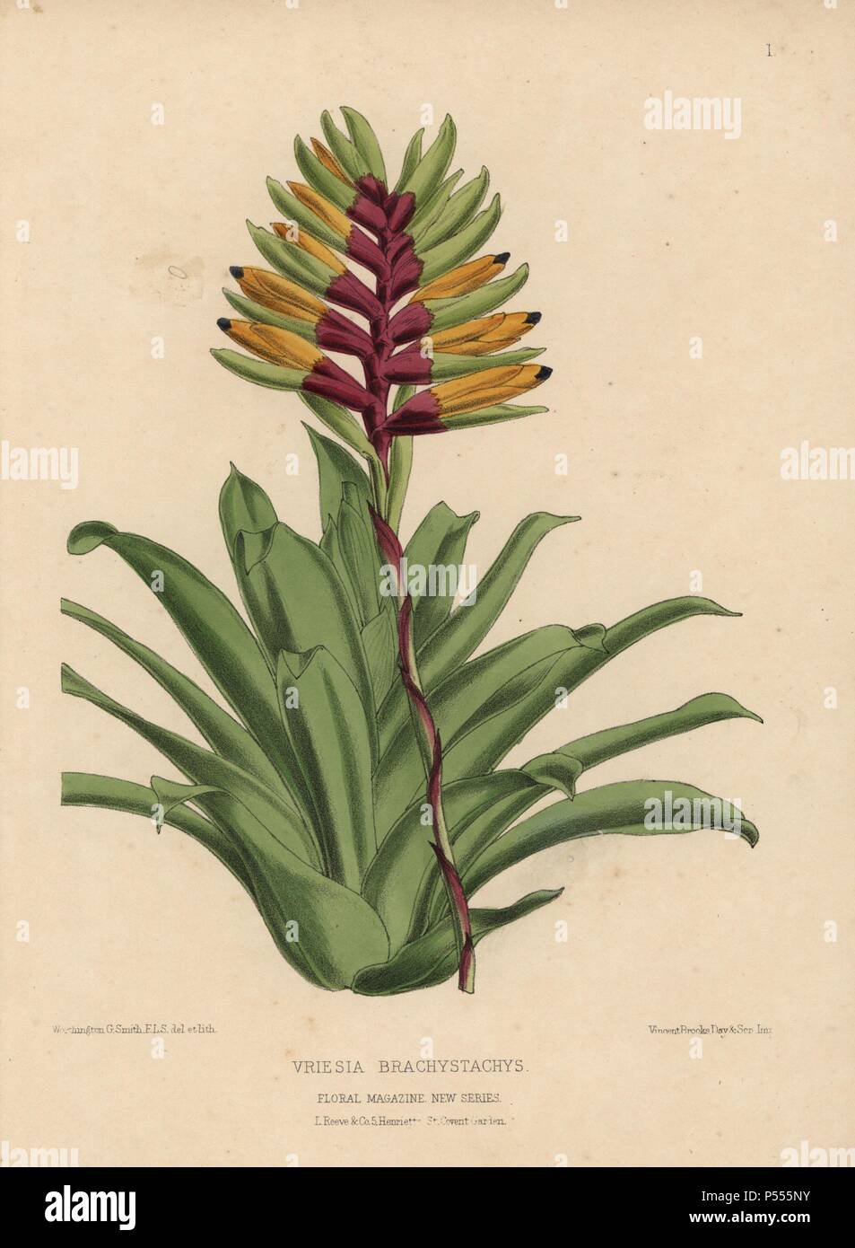Vriesia brachystachys, a handsome compact plant with spikes of gold and crimson flowers.. Handcolored botanical drawn and lithographed by W.G. Smith from H.H. Dombrain's 'Floral Magazine' 1872.. Worthington G. Smith (1835-1917), architect, engraver and mycologist. Smith also illustrated 'The Gardener's Chronicle.' Henry Honywood Dombrain (1818-1905), clergyman gardener, was editor of the 'Floral Magazine' from 1862 to 1873. Stock Photo