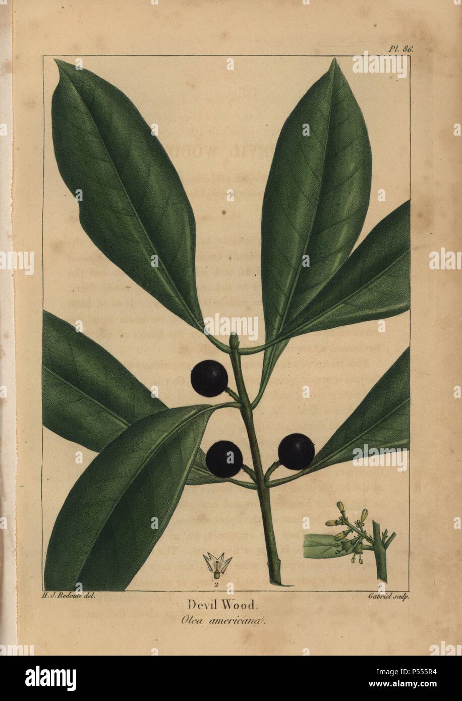 Leaves, fruit and flowers of the Devil wood or devilwood tree, Osmanthus americanus, Olea americana. Handcolored stipple engraving from a botanical illustration by Henri Joseph Redoute, engraved on copper by Gabriel, from Francois Andre Michaux's 'North American Sylva,' Philadelphia, 1857. French botanist Michaux (1770-1855) explored America and Canada in 1785 cataloging its native trees. Stock Photo