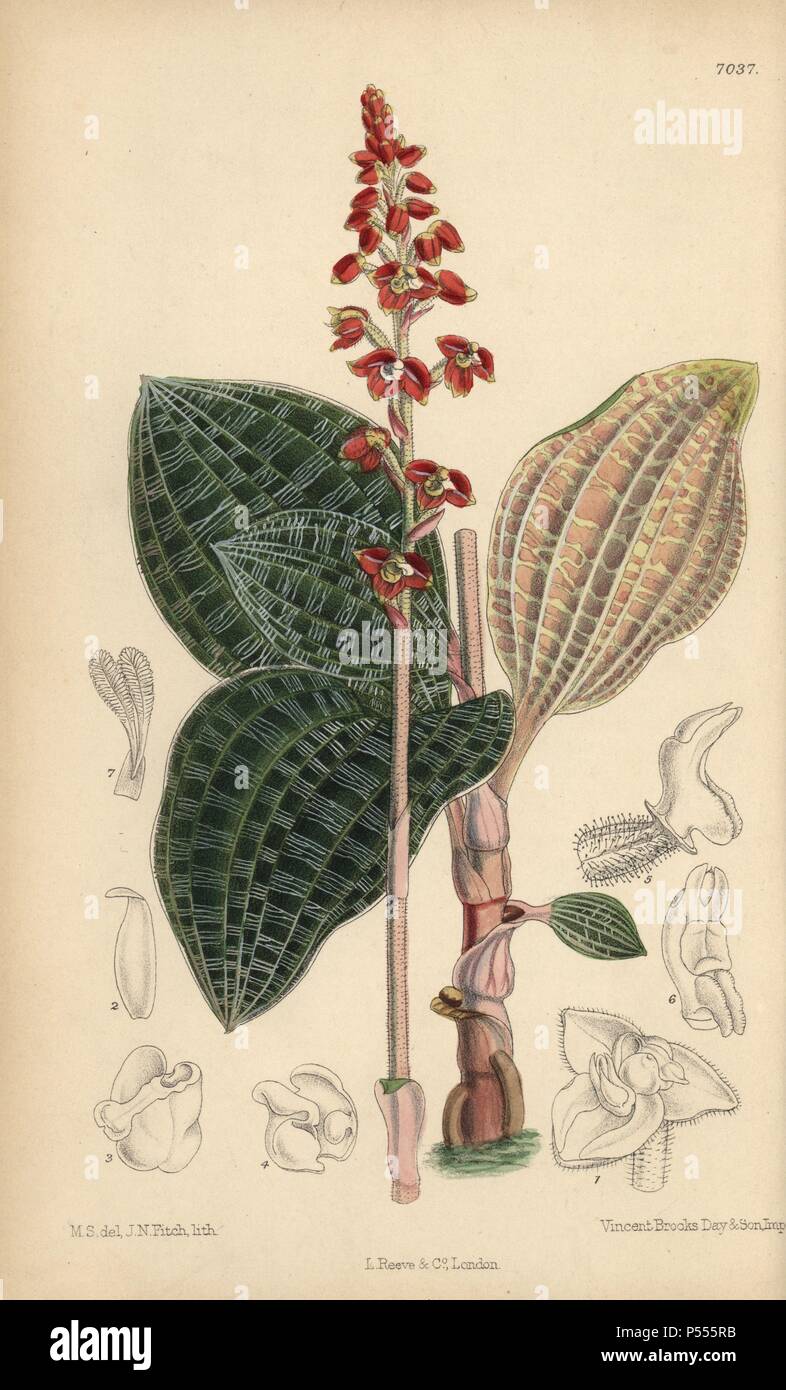 Macodes javanica, native of Java, Indonesia. Hand-coloured botanical illustration drawn by Matilda Smith and lithographed by J.N. Fitch from Joseph Dalton Hooker's 'Curtis's Botanical Magazine,' 1889, L. Reeve & Co. A second-cousin and pupil of Sir Joseph Dalton Hooker, Matilda Smith (1854-1926) was the main artist for the Botanical Magazine from 1887 until 1920 and contributed 2,300 illustrations. Stock Photo