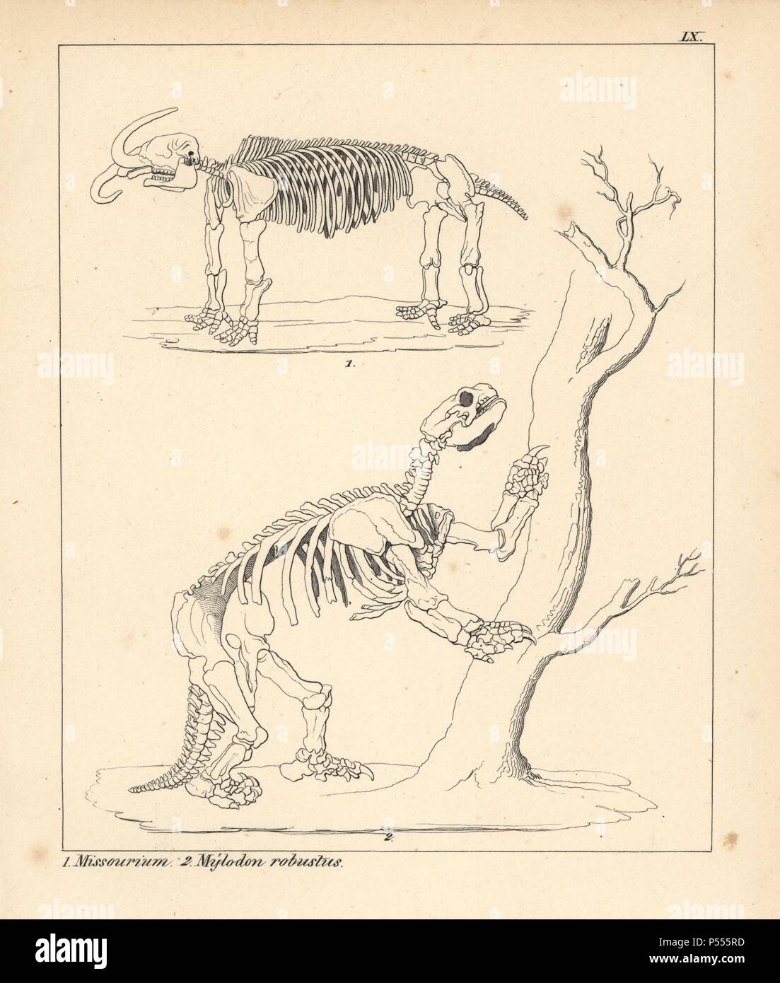 Skeleton of the American mastodon, Mammut americanum, Missourium, and extinct giant ground sloth, Mylodon robustus. Lithograph by an unknown artist from Dr. F.A. Schmidt's "Petrefactenbuch," published in Stuttgart, Germany, 1855 by Verlag von Krais & Hoffmann. Dr. Schmidt's "Book of Petrification" introduced fossils and palaeontology to both the specialist and general reader. Stock Photo