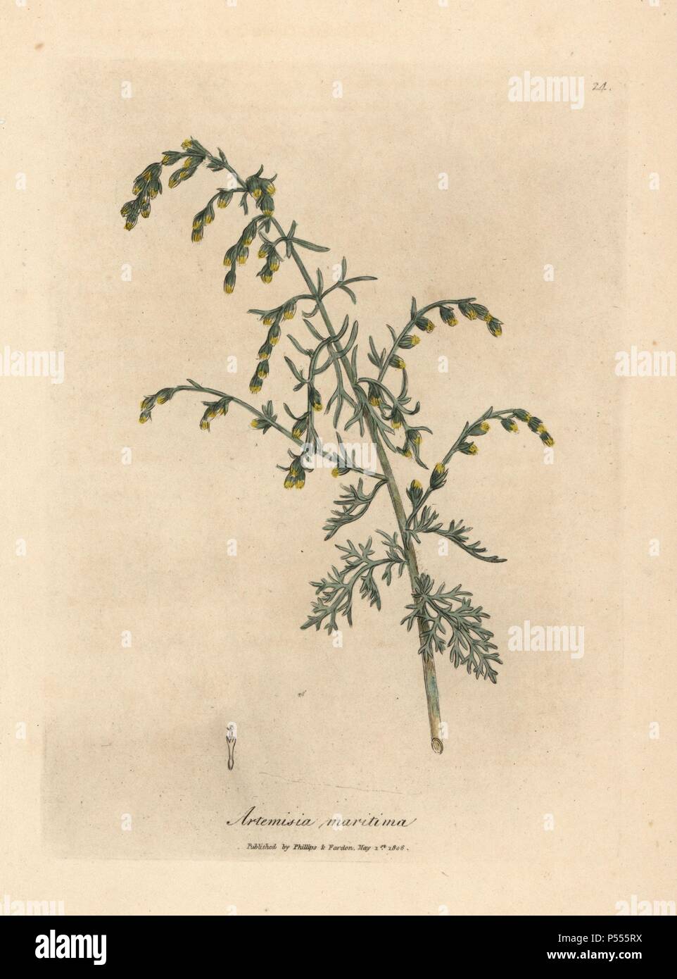 Sea wormwood, Artemisia maritima. Handcoloured copperplate engraving from a botanical illustration by James Sowerby from William Woodville and Sir William Jackson Hooker's 'Medical Botany,' John Bohn, London, 1832. The tireless Sowerby (1757-1822) drew over 2, 500 plants for Smith's mammoth 'English Botany' (1790-1814) and 440 mushrooms for 'Coloured Figures of English Fungi ' (1797) among many other works. Stock Photo
