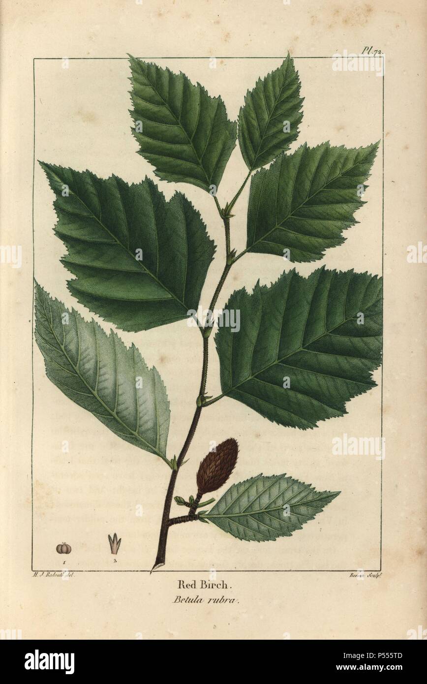 Leaves, ament and seed of the red birch, Betula rubra. Handcolored stipple engraving from a botanical illustration by Henri Joseph Redoute, engraved on copper by Gabriel, from Francois Andre Michaux's 'North American Sylva,' Philadelphia, 1857. French botanist Michaux (1770-1855) explored America and Canada in 1785 cataloging its native trees. Stock Photo