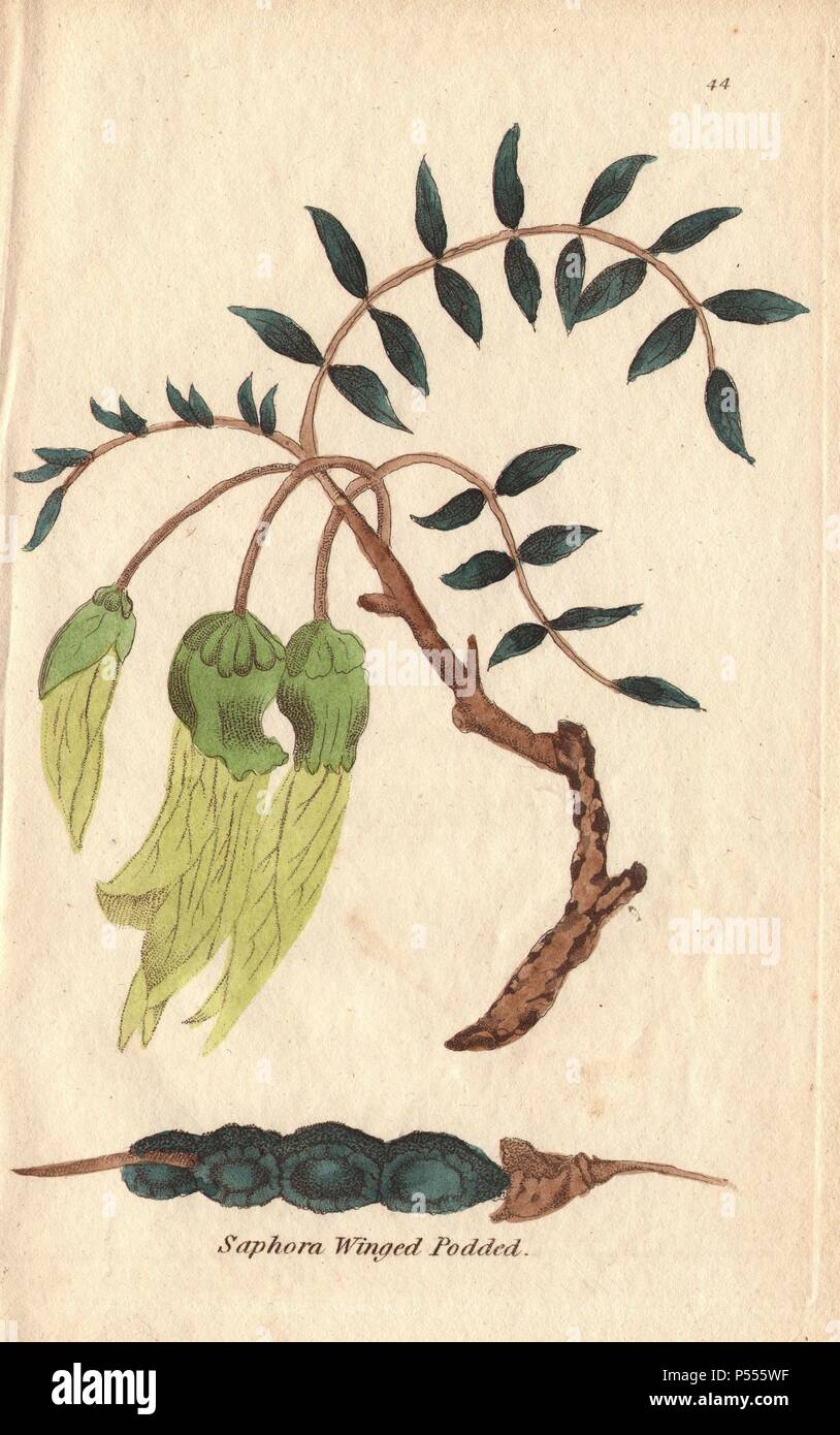 Winged-podded sophora, Sophora tetraptera, with pale green flowers.. Illustration by Henrietta Moriarty from 'Fifty Plates of Greenhouse Plants' (1807), a re-issue of her own 'Viridarium' (1806), with handcoloured copperplate engravings. Moriarty was a colonel's widow who turned to writing novels and illustrating botanical books to support her four children. Stock Photo