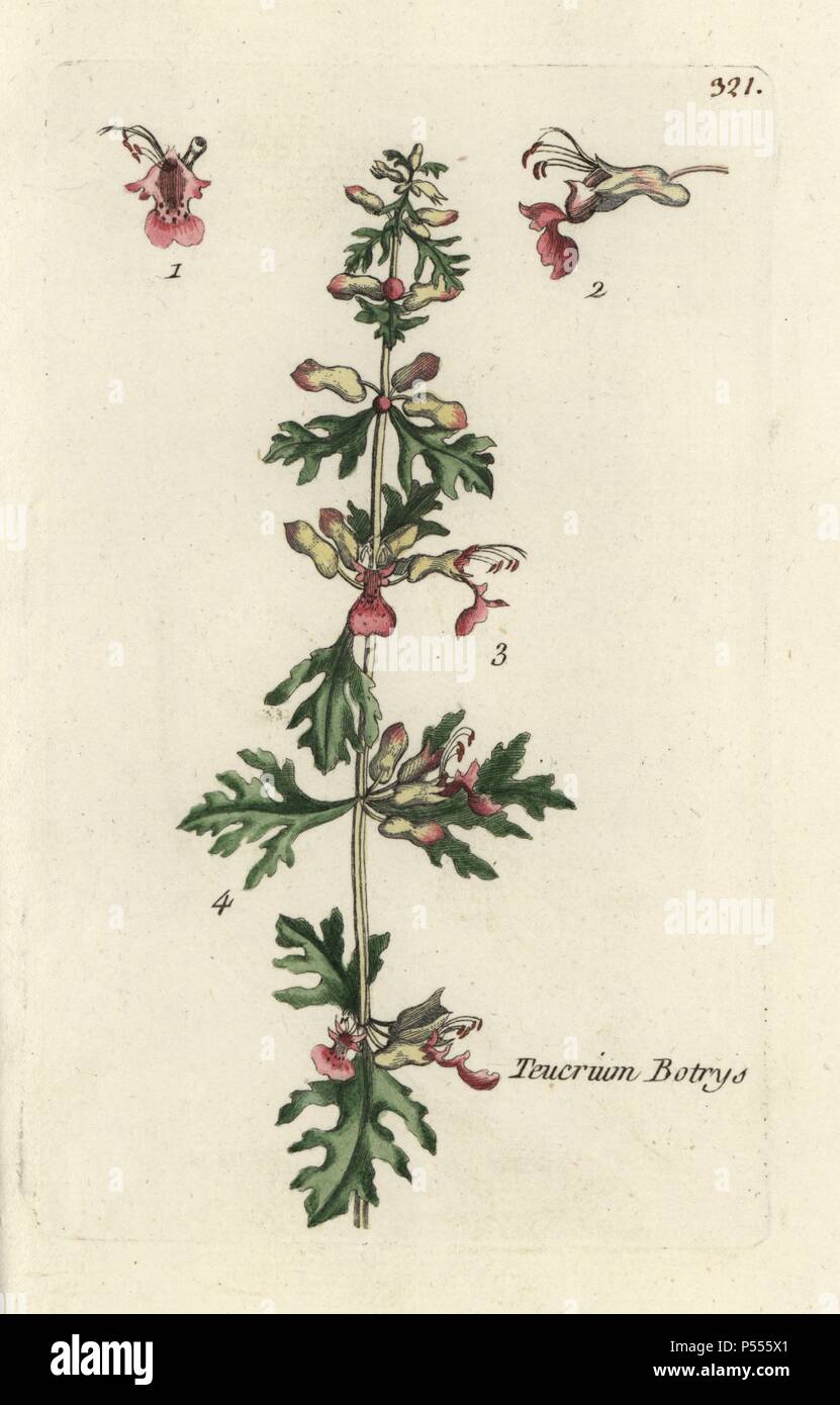Cut leaved germander, Teucrium botrys. Handcoloured botanical drawn and engraved by Pierre Bulliard from his own 'Flora Parisiensis,' 1776, Paris, P. F. Didot. Pierre Bulliard (1752-1793) was a famous French botanist who pioneered the three-colour-plate printing technique. His introduction to the flowers of Paris included 640 plants. Stock Photo