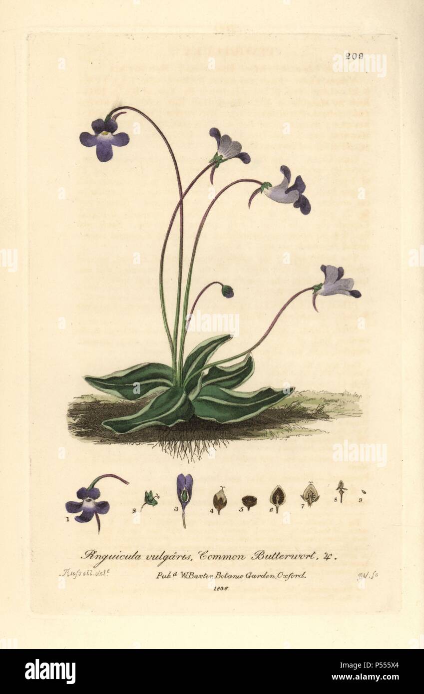 Common butterwort, Pinguicula vulgaris. Handcoloured copperplate engraving by J. Whessell from a drawing by Isaac Russell from William Baxter's 'British Phaenogamous Botany' 1836. Scotsman William Baxter (1788-1871) was the curator of the Oxford Botanic Garden from 1813 to 1854. Stock Photo