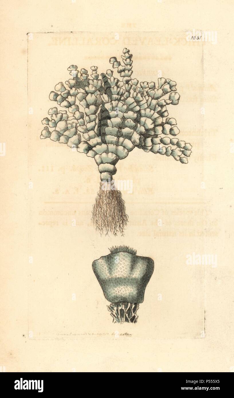 Thick-leaved coralline, Corralina incrassata. Illustration drawn and engraved by Richard Polydore Nodder. Handcolored copperplate engraving from George Shaw and Frederick Nodder's 'The Naturalist's Miscellany' 1812. Most of the 1,064 illustrations of animals, birds, insects, crustaceans, fishes, marine life and microscopic creatures for the Naturalist's Miscellany were drawn by George Shaw, Frederick Nodder and Richard Nodder, and engraved and published by the Nodder family. Frederick drew and engraved many of the copperplates until his death around 1800, and son Richard (17741823) was respon Stock Photo