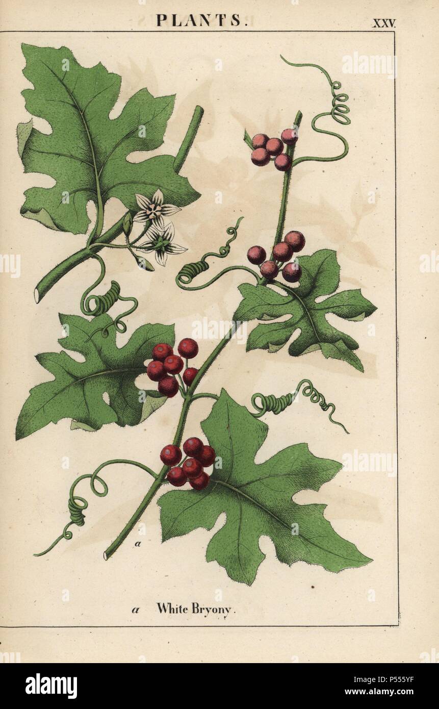 Red bryony with red berries. Bryonia dioica. . Chromolithograph from 'The Instructive Picturebook, or Lessons from the Vegetable World,' [Charlotte Mary Yonge], Edinburgh, 1858. Stock Photo