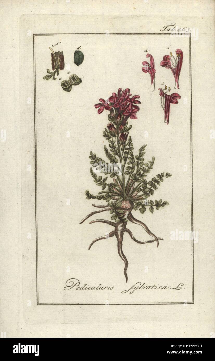 Common lousewort, Pedicularis sylvatica. Handcoloured copperplate botanical engraving from Johannes Zorn's 'Afbeelding der Artseny-Gewassen,' Jan Christiaan Sepp, Amsterdam, 1796. Zorn first published his illustrated medical botany in Nurnberg in 1780 with 500 plates, and a Dutch edition followed in 1796 published by J.C. Sepp with an additional 100 plates. Zorn (1739-1799) was a German pharmacist and botanist who collected medical plants from all over Europe for his 'Icones plantarum medicinalium' for apothecaries and doctors. Stock Photo