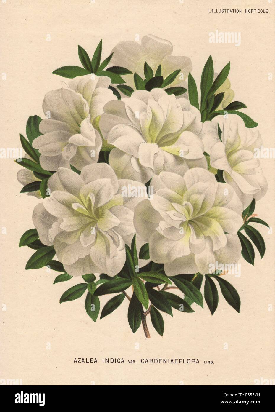 White azalea. Azalea indica var. gardeniaeflora Lind.. Chromolithographed illustration from Jean Linden's 'L'Illustration Horticole' 1882. Stock Photo
