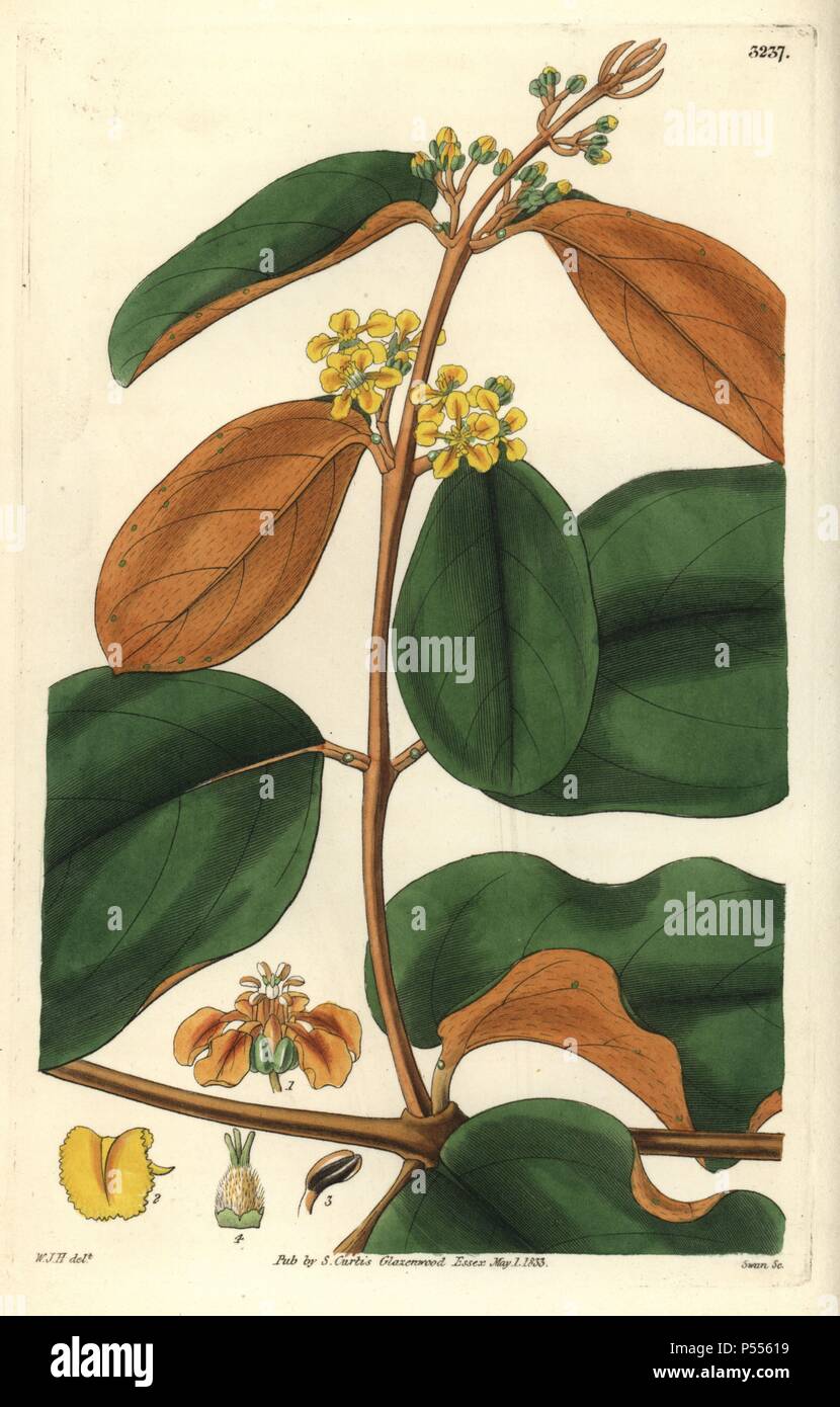 Golden-leaved chrysophylla, Heteropteris chrysophylla. Illustration drawn by William Jackson Hooker, engraved by Swan. Handcolored copperplate engraving from William Curtis's 'The Botanical Magazine,' Samuel Curtis, 1833. Hooker (1785-1865) was an English botanist, writer and artist. He was Regius Professor of Botany at Glasgow University, and editor of Curtis' 'Botanical Magazine' from 1827 to 1865. In 1841, he was appointed director of the Royal Botanic Gardens at Kew, and was succeeded by his son Joseph Dalton. Hooker documented the fern and orchid crazes that shook England in the mid-19th  Stock Photo