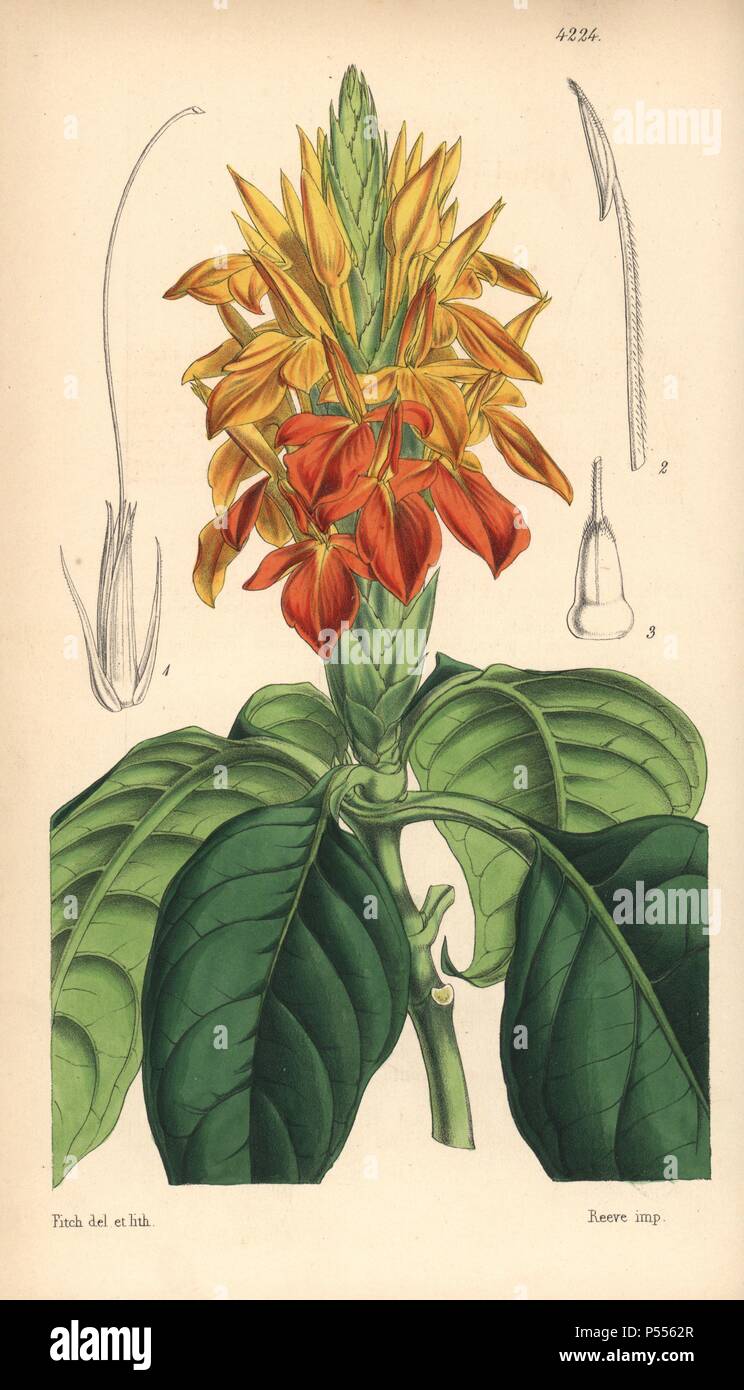 Orange aphelandra, Aphelandra aurantiaca. Hand-coloured botanical illustration drawn and lithographed by Walter Hood Fitch for Sir William Jackson Hooker's 'Curtis's Botanical Magazine,' London, Reeve Brothers, 1846. Fitch (18171892) was a tireless Scottish artist who drew over 2,700 lithographs for the 'Botanical Magazine' starting from 1834. Stock Photo
