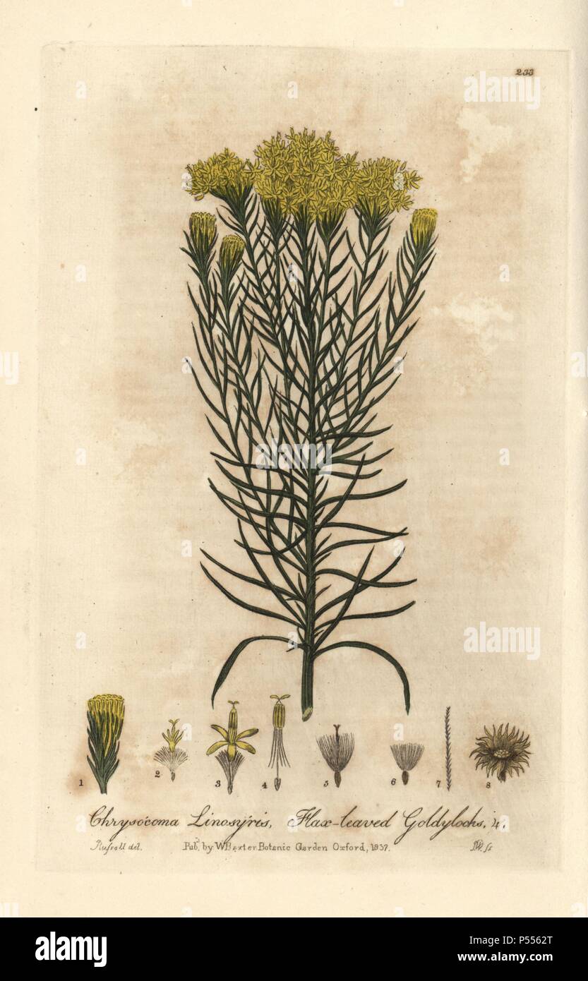 Flax-leaved goldylocks, Chrysocoma linosyris. Handcoloured copperplate engraving by J. Whessell from a drawing by Isaac Russell from William Baxter's 'British Phaenogamous Botany' 1837. Scotsman William Baxter (1788-1871) was the curator of the Oxford Botanic Garden from 1813 to 1854. Stock Photo
