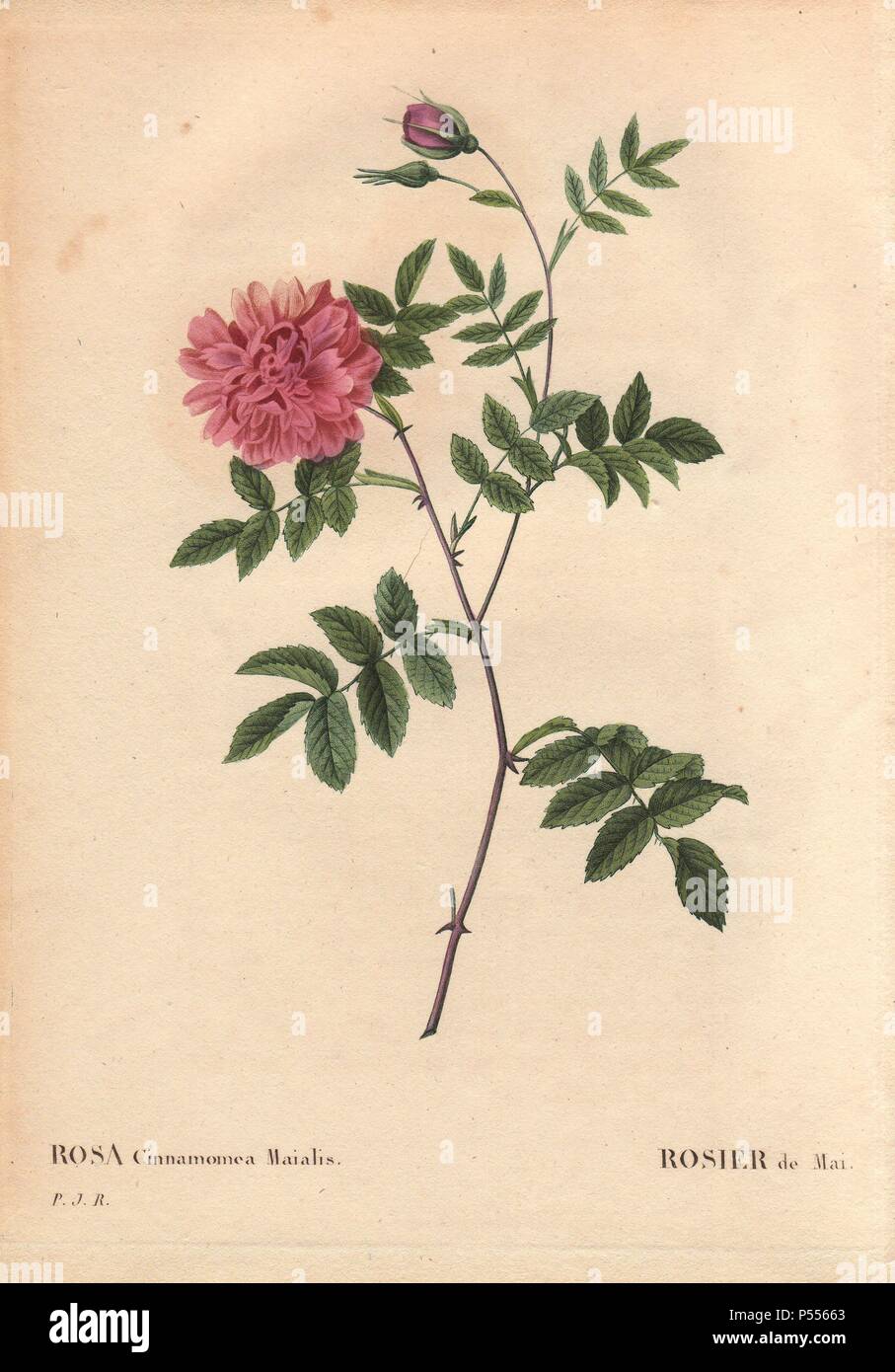 May Rose with fluffy pink flowers (Rosa cinnamomea maialis).. Rosier de Mai. Wild throughout Europe; double form of R. majalis.. Hand-colored, octavo-size stipple copperplate engraving from Pierre Joseph Redoute's 'Les Roses' 1828. Stock Photo