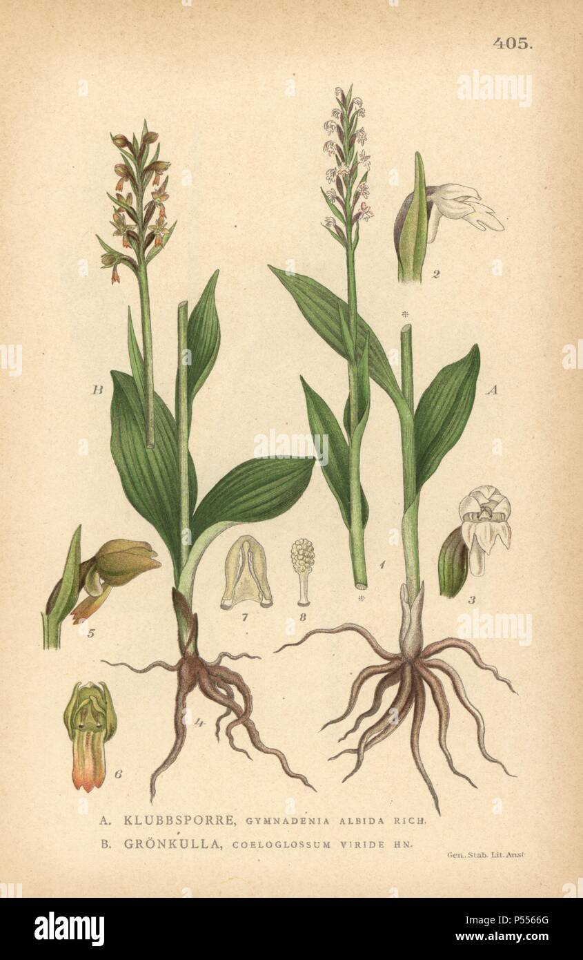 Small white orchis, Pseudorchis albida, and frog orchid, Coeloglossum viride. Chromolithograph from Carl Lindman's 'Bilder ur Nordens Flora' (Pictures of Northern Flora), Stockholm, Wahlstrom & Widstrand, 1905. Lindman (1856-1928) was Professor of Botany at the Swedish Museum of Natural History (Naturhistoriska Riksmuseet). The chromolithographs were based on Johan Wilhelm Palmstruch's 'Svensk botanik,' 1802-1843. Stock Photo