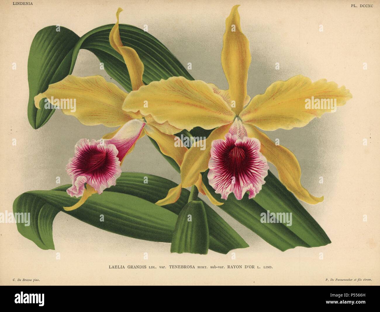Yellow and crimson orchid. Sophronitis tenebrosa. Laelia grandis Ldl. var. Tenebrosa hort. sub-var. Rayon d'Or L. Lind.. Illustration by C. de Bruyne, chromolithograph by P. de Pannemaeker and son, for Jean Linden's 'L'Illustration Horticole' published in Ghent in 1880s. Jean Linden (1817-1898) was a Belgian explorer, horticulturist, scientist and publisher of botanical books. Stock Photo